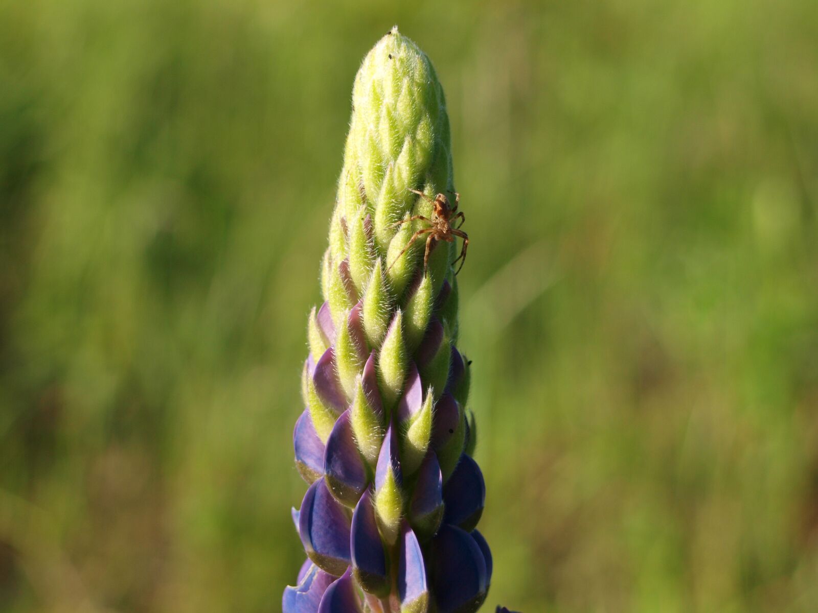Olympus E-420 (EVOLT E-420) sample photo. Flower, lupinien, nature photography