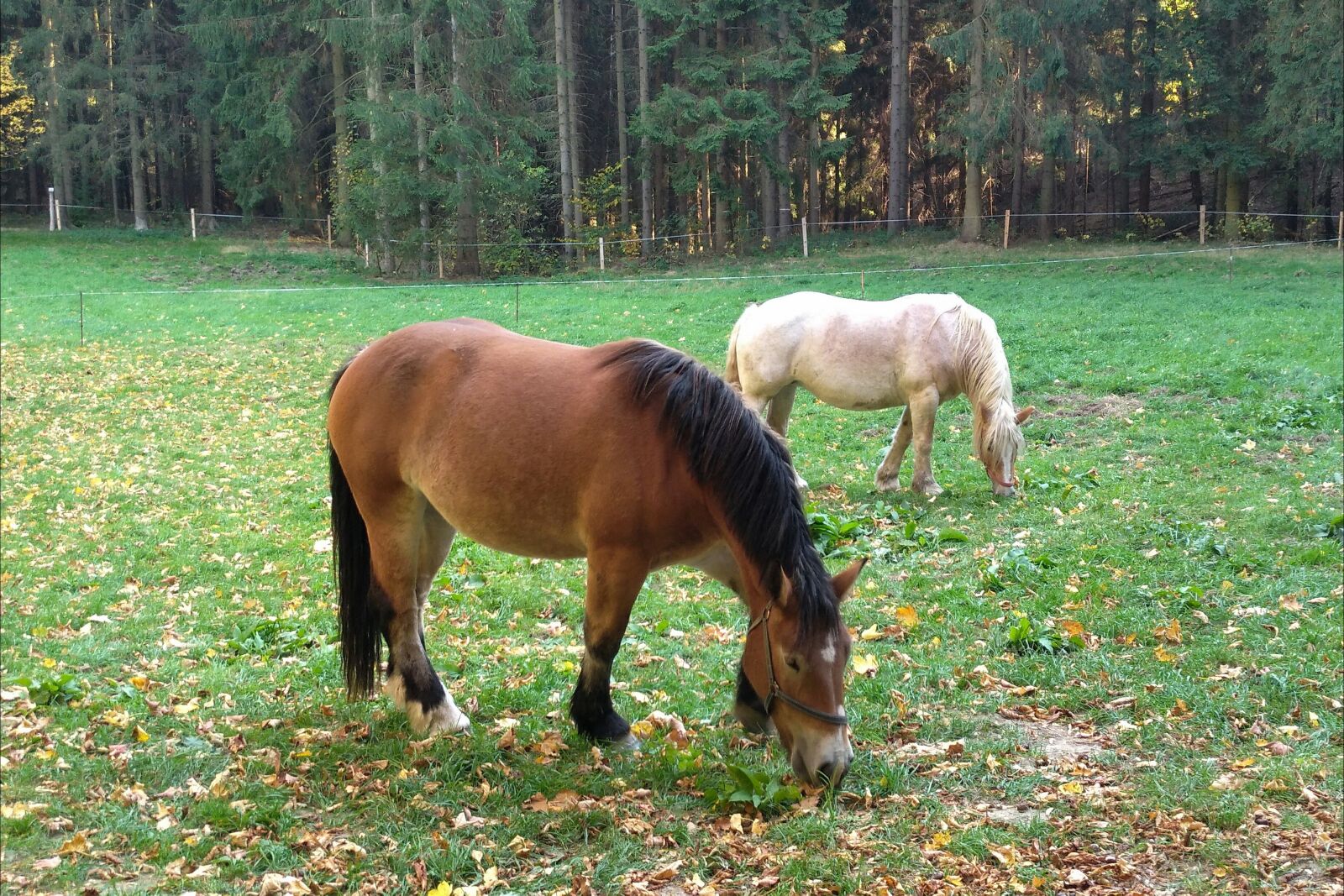 nubia Z11 MINI sample photo. Horses, k nigstein, devil photography