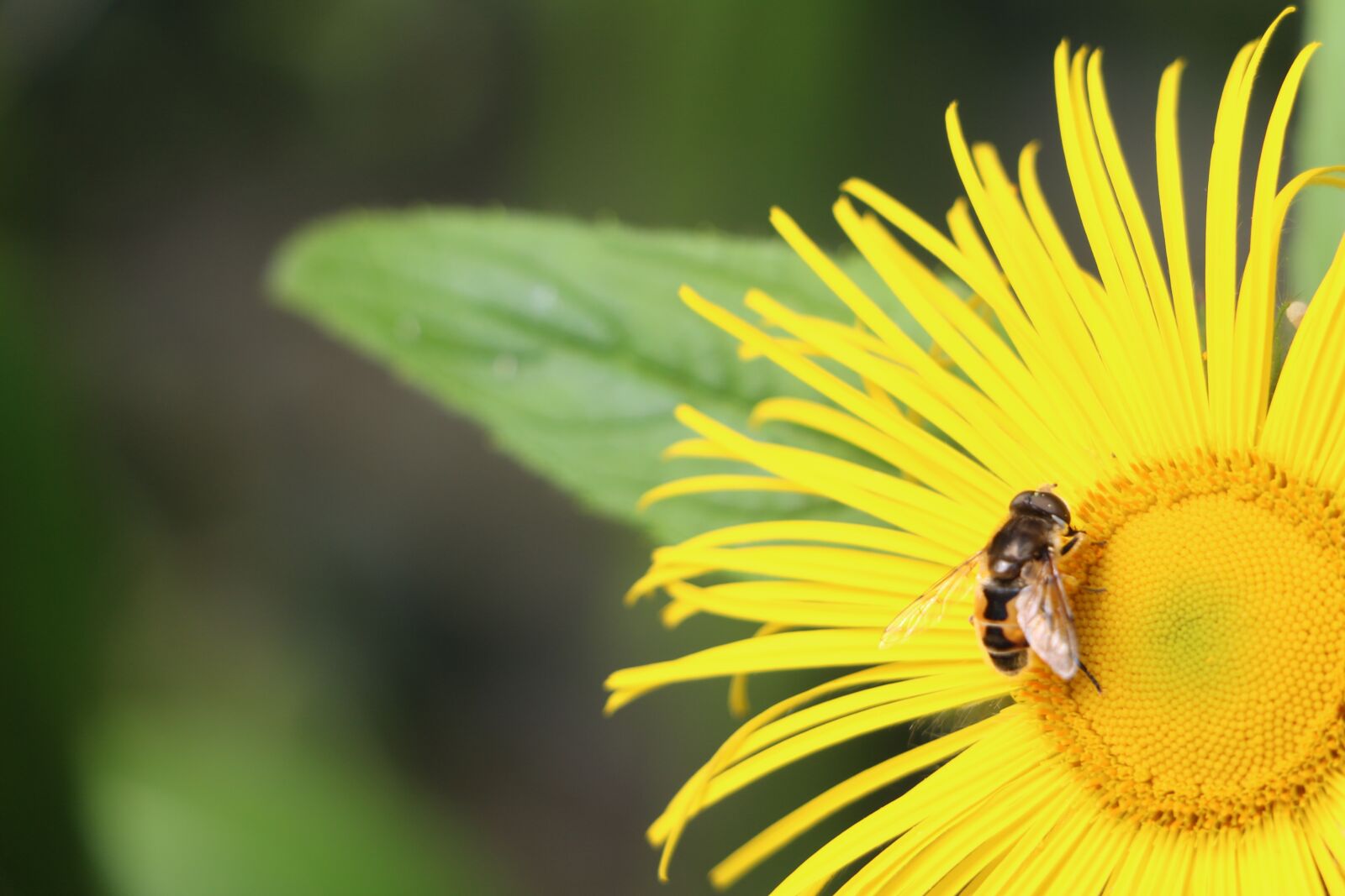 Canon EOS 650D (EOS Rebel T4i / EOS Kiss X6i) sample photo. Flower, bee, insect photography