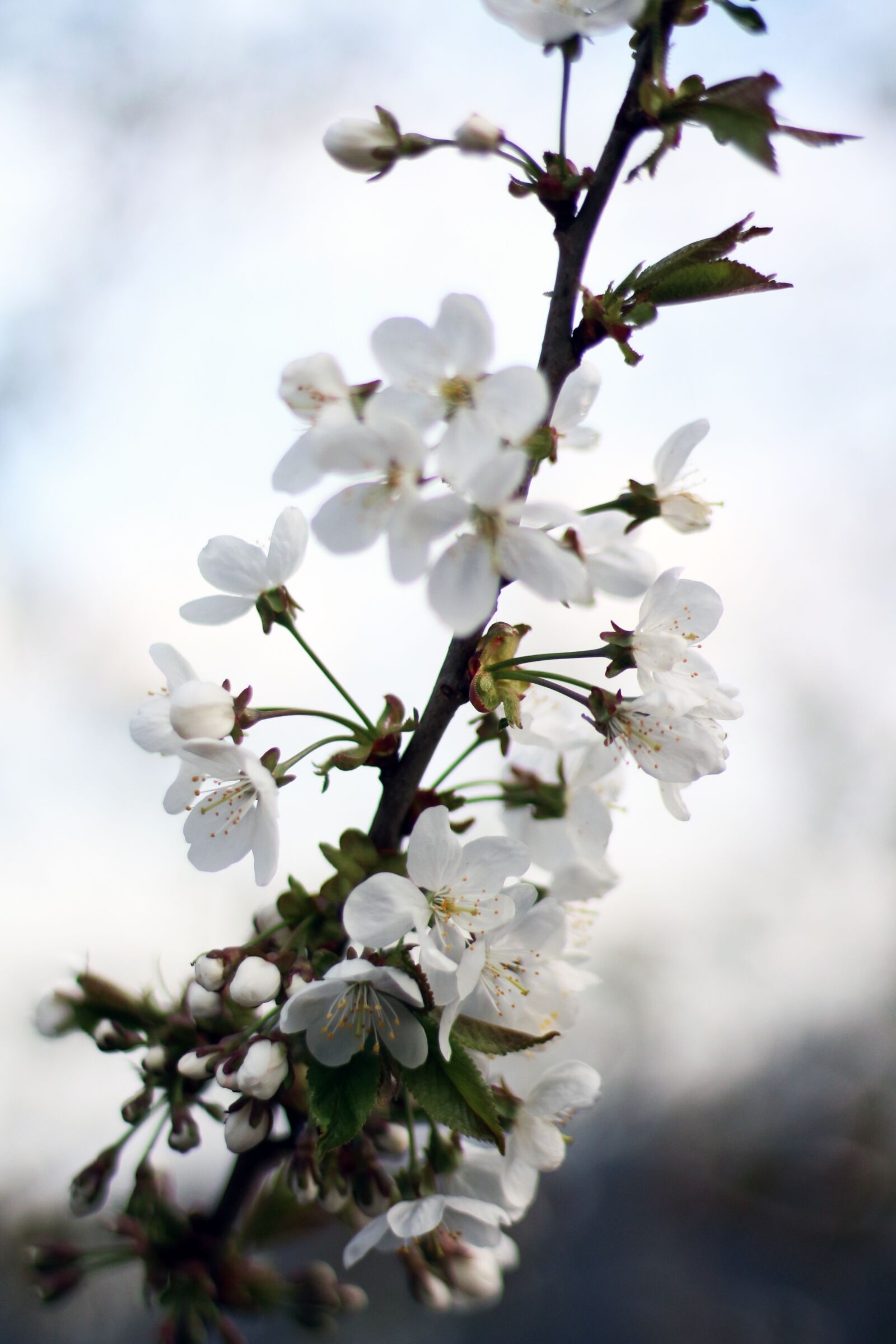 Canon EOS 650D (EOS Rebel T4i / EOS Kiss X6i) + Canon EF 50mm F1.8 STM sample photo. Flower, flowers, spring photography