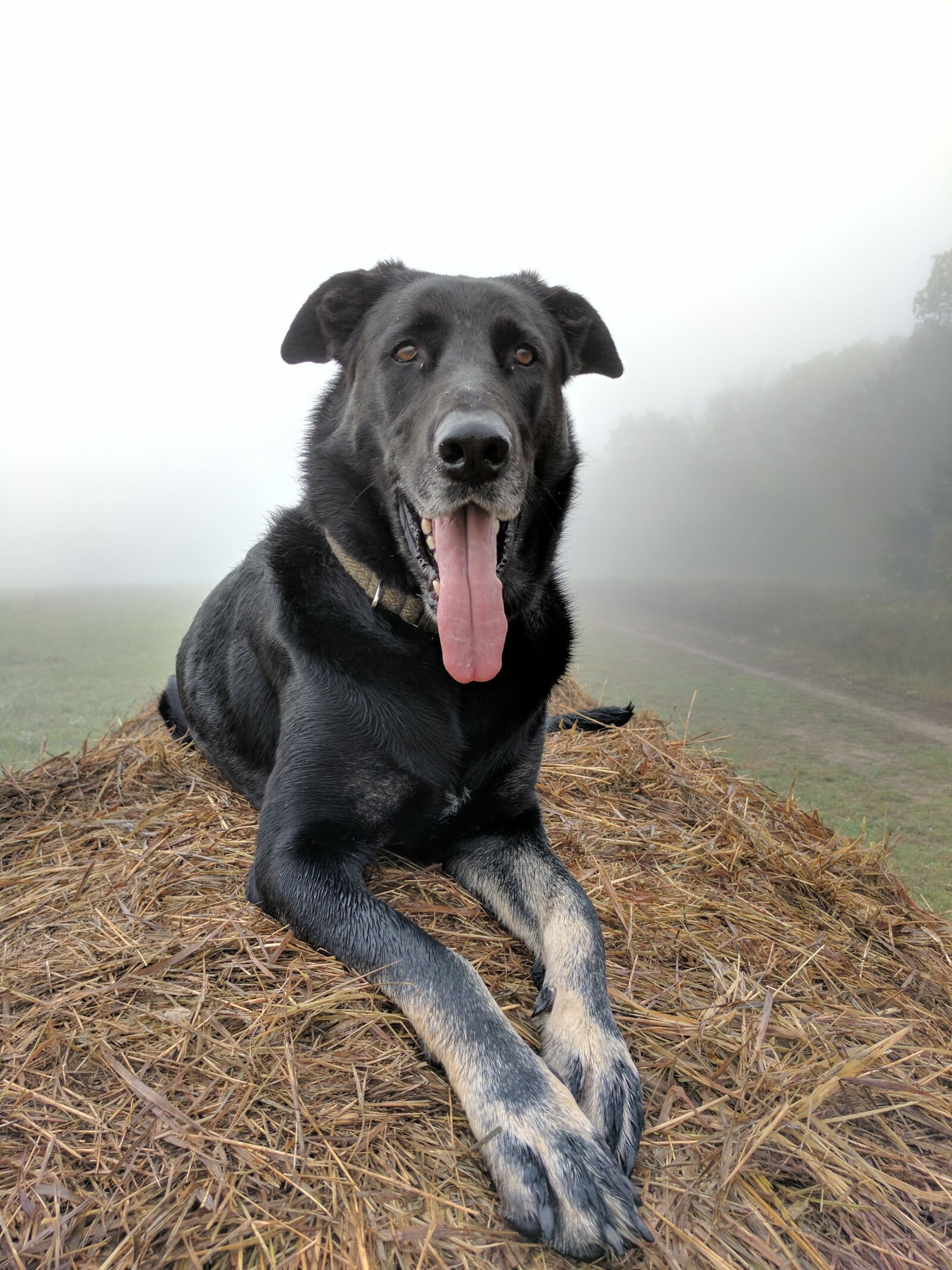 Google Pixel XL sample photo. Pose, portrait, dog photography
