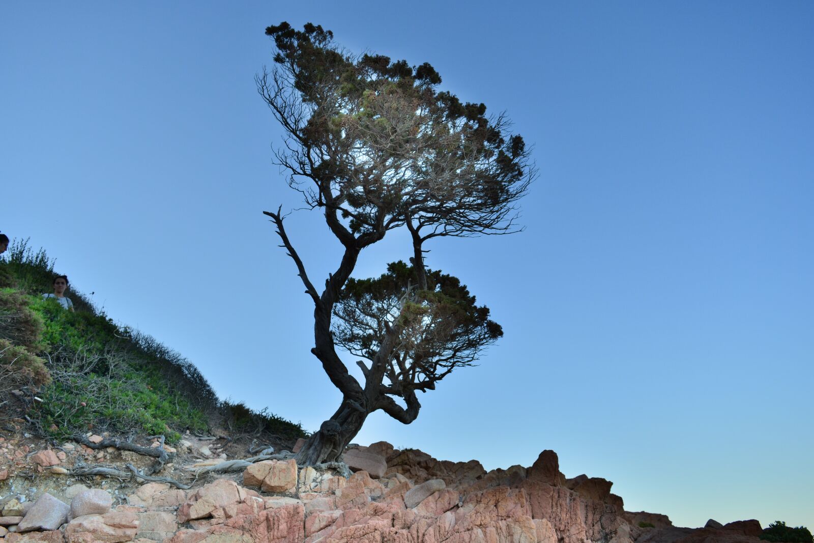 Nikon D5200 sample photo. Tree, rock, landscape photography