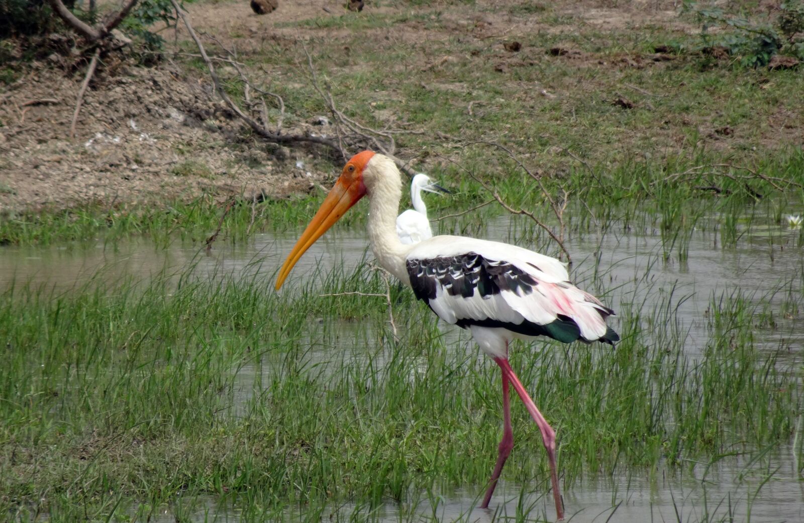 Sony Cyber-shot DSC-HX90V sample photo. Bird, stork, painted stork photography