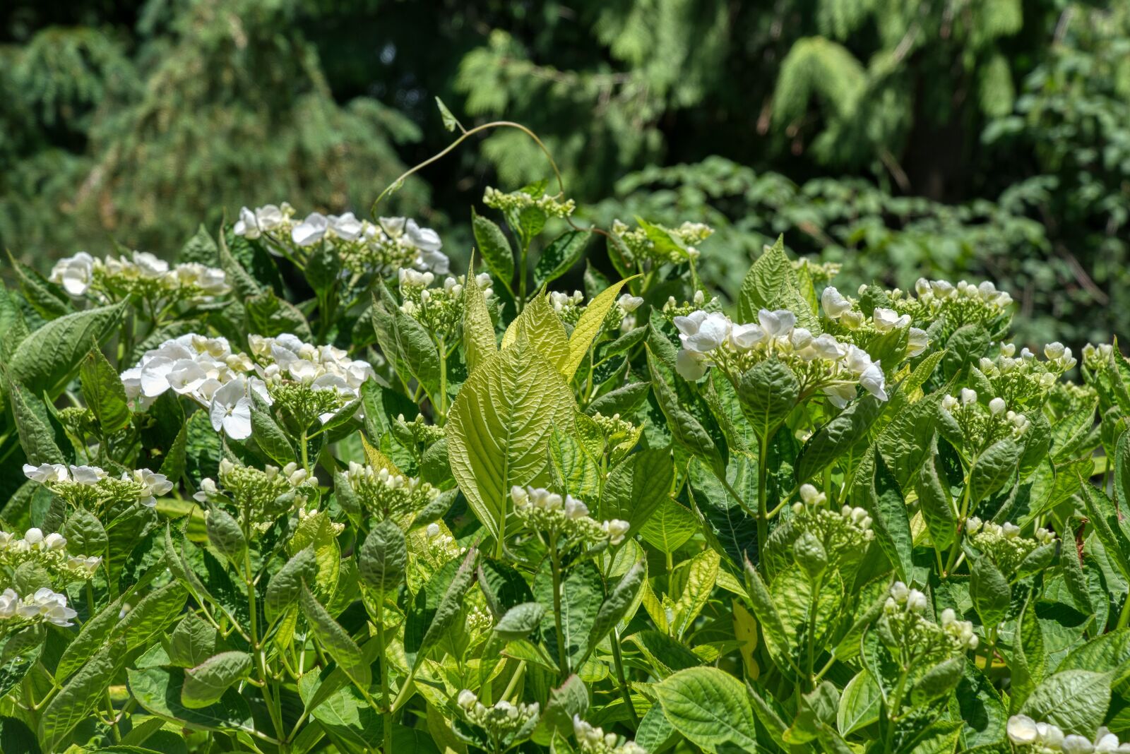 Nikon D750 sample photo. Hydrangeas, hydrangea, hydrangeaceae photography