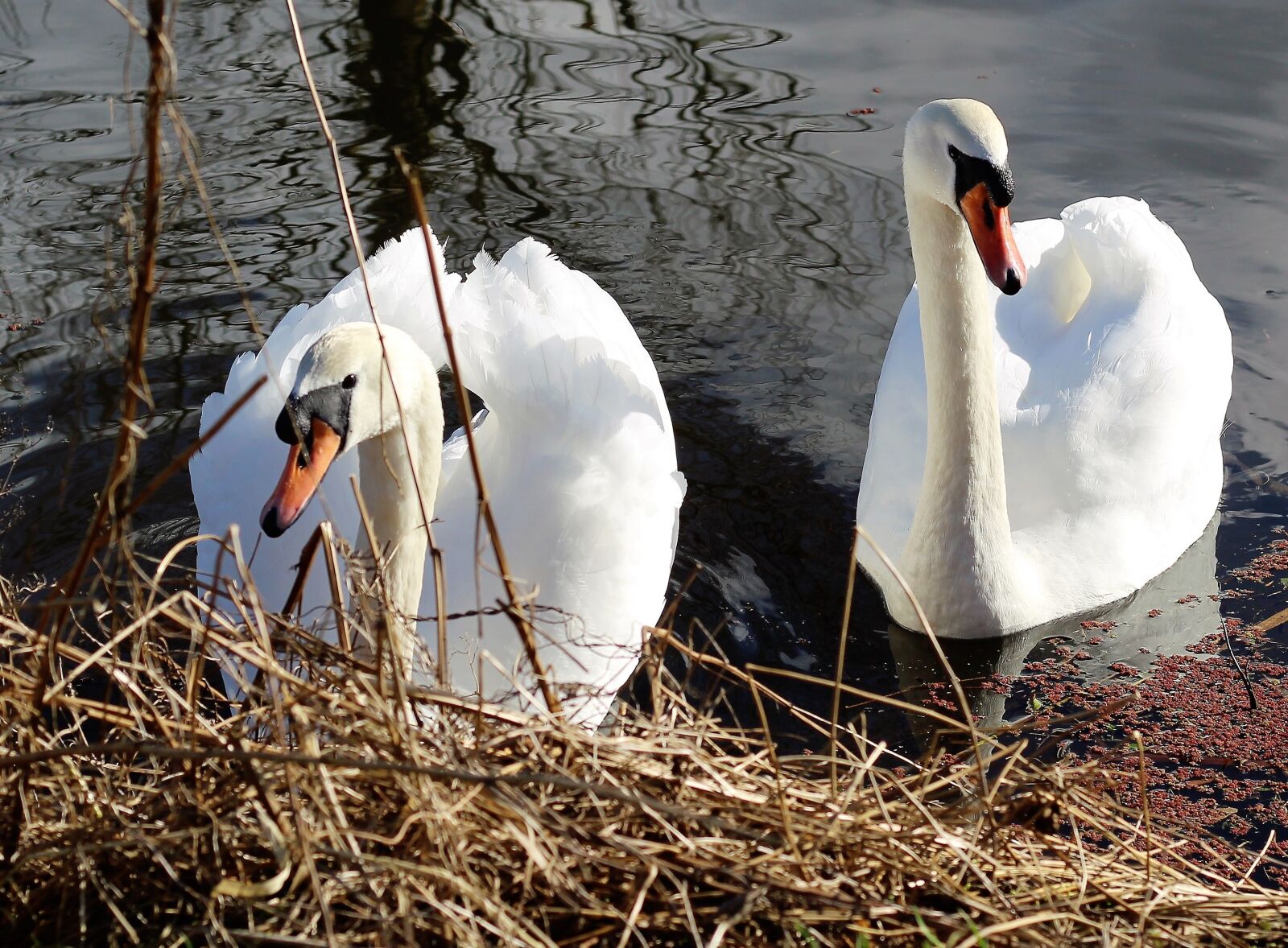 Canon EOS 1300D (EOS Rebel T6 / EOS Kiss X80) sample photo. Swan, water, canal photography
