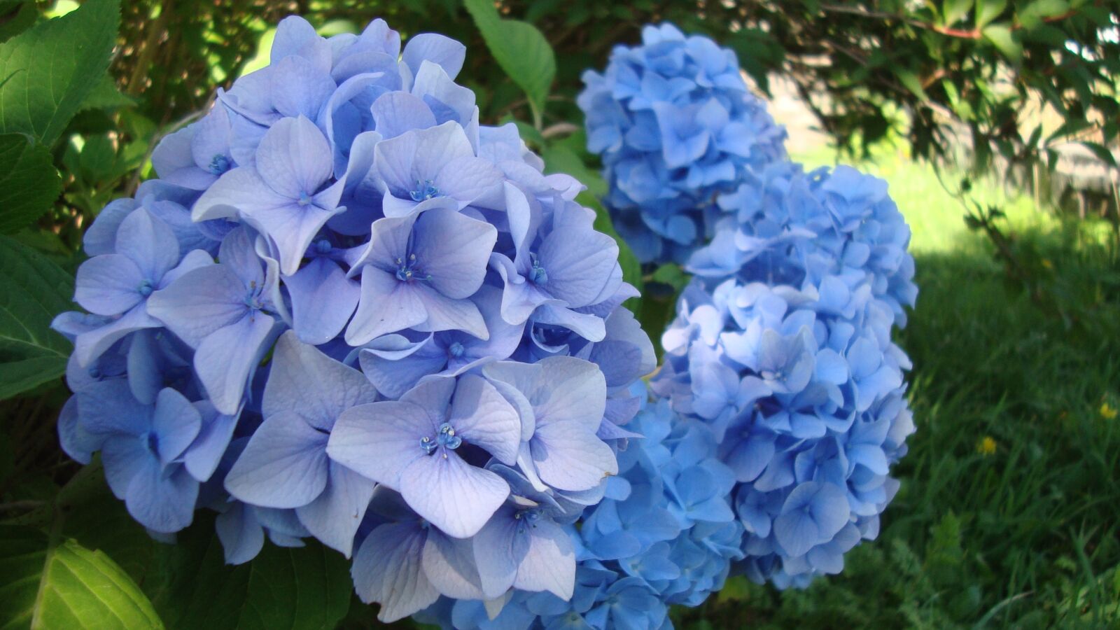 Sony Cyber-shot DSC-W120 sample photo. Flowers, purple, blue photography