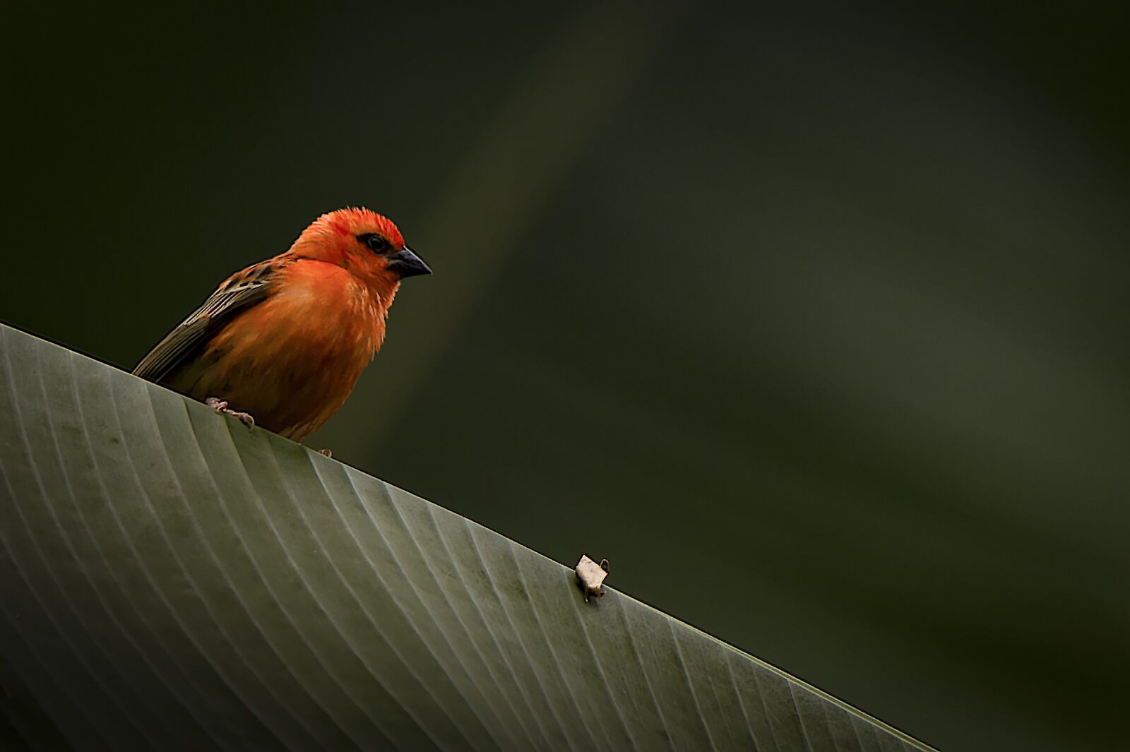 Nikon D4S sample photo. Bird, leaf, green photography
