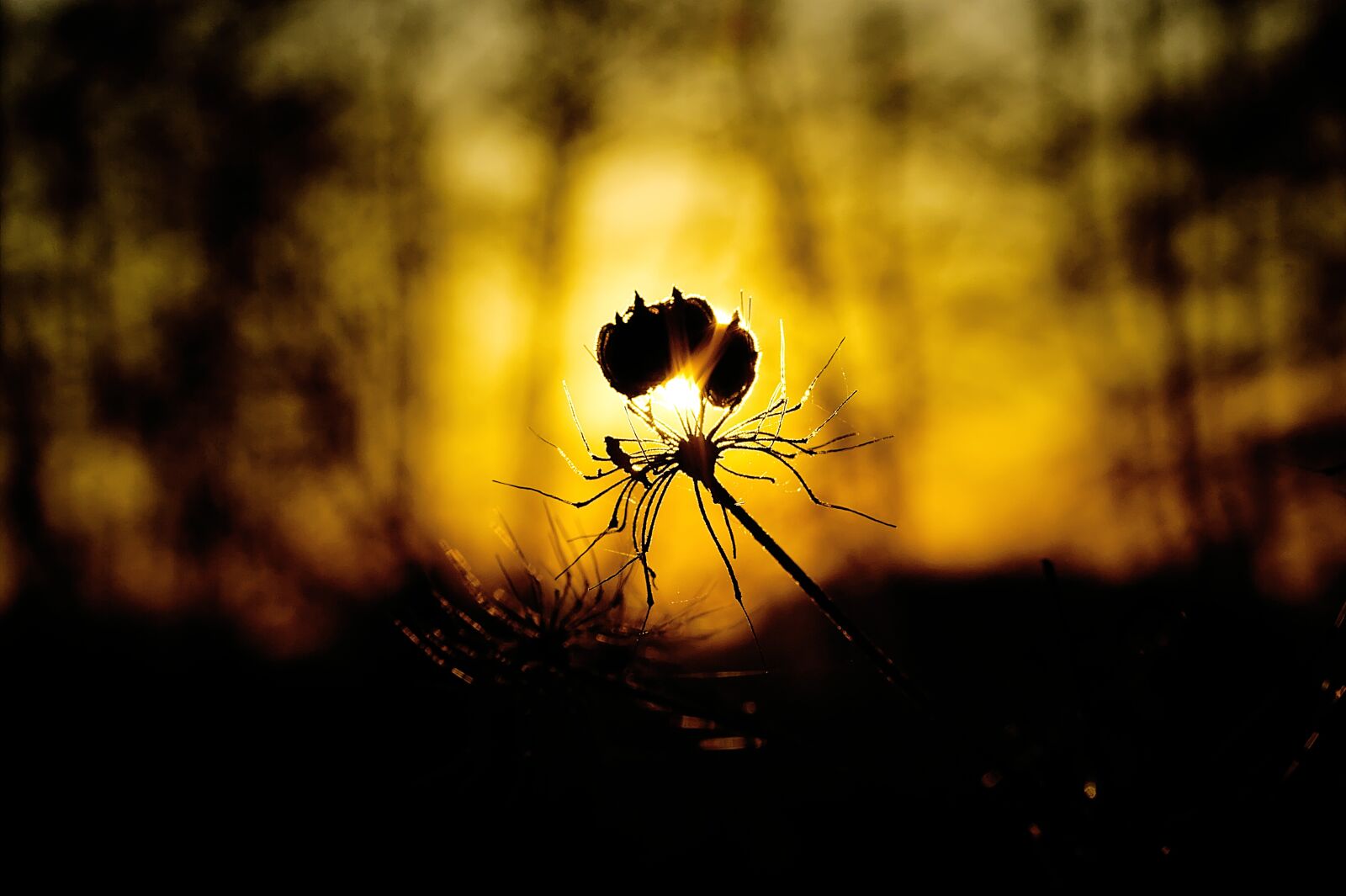 Canon EOS 60D + Canon EF-S 60mm F2.8 Macro USM sample photo. Backlighting, nature, sun photography