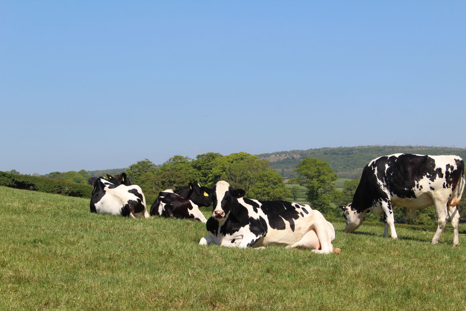 Canon EOS 1300D (EOS Rebel T6 / EOS Kiss X80) sample photo. Holstein, cattle, cows photography