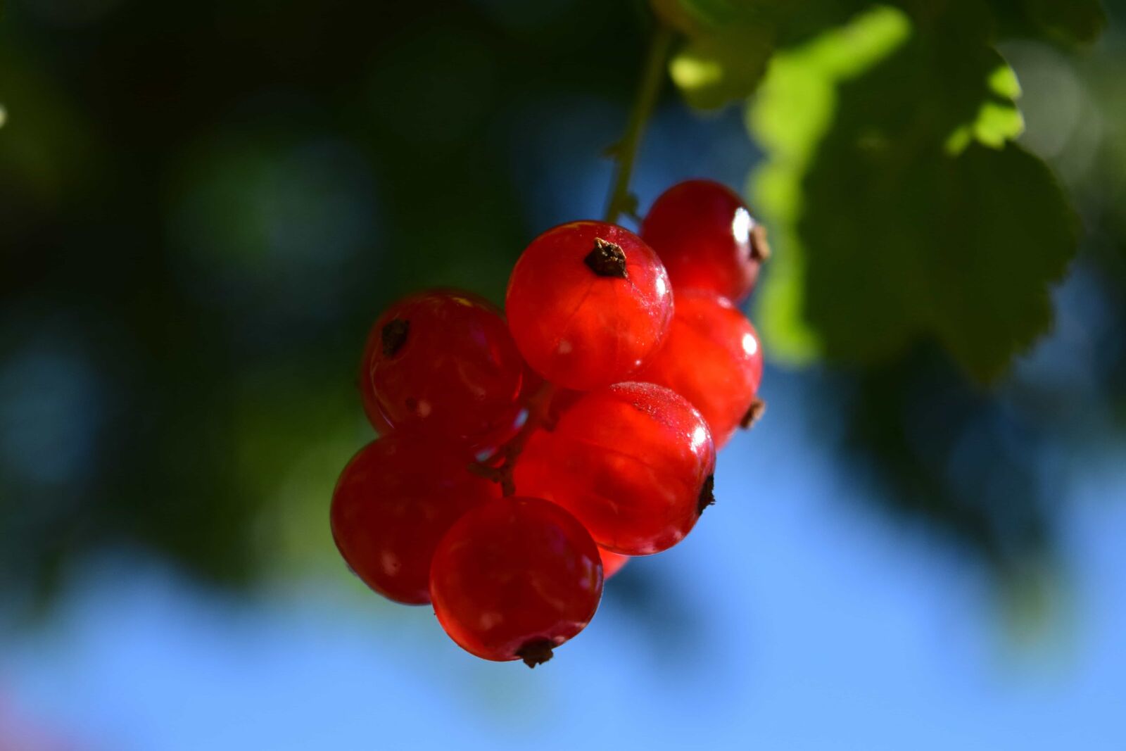 Nikon D3300 sample photo. Leaf, fruit, macro, detail photography