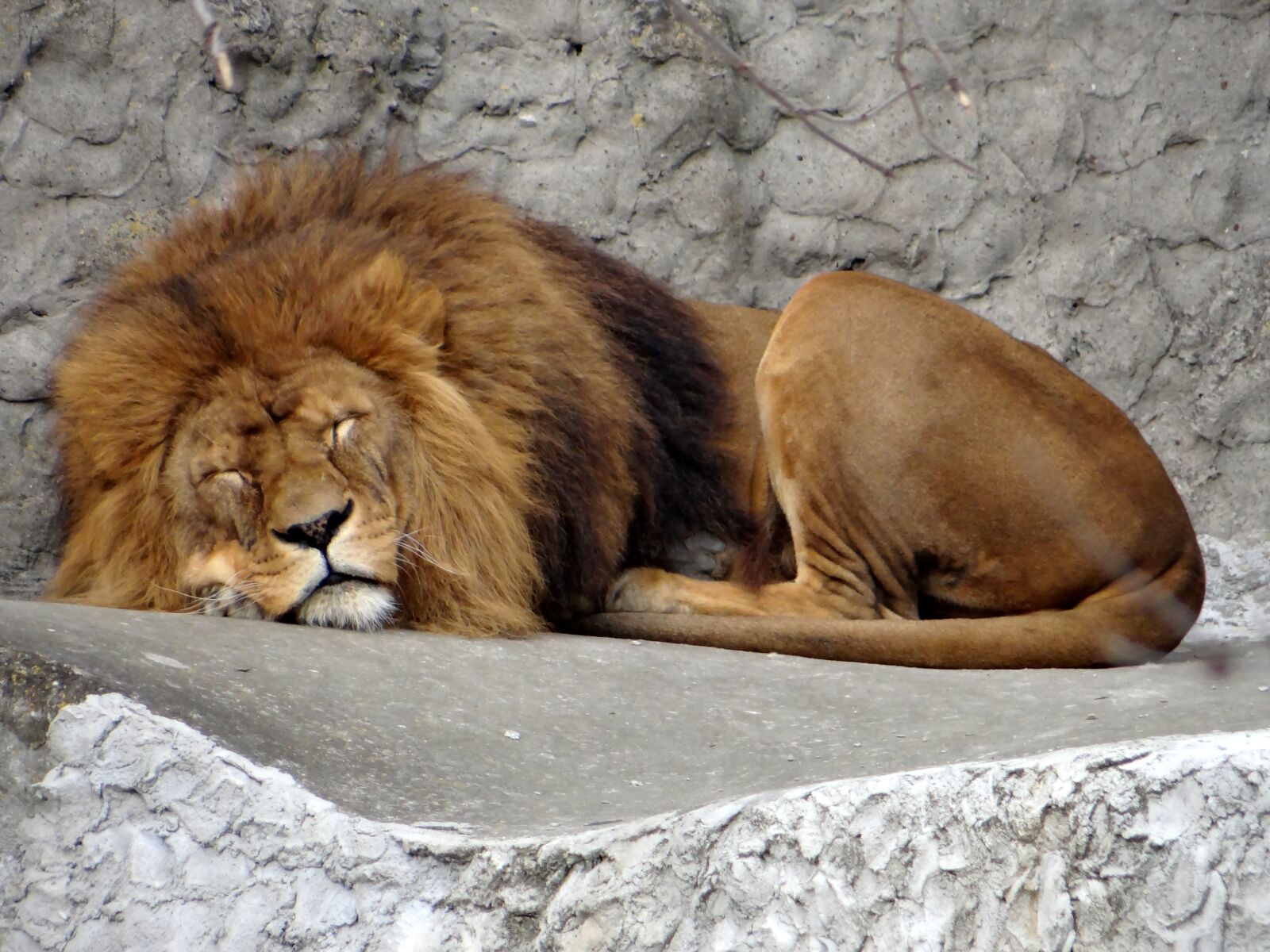 Sony DSC-HX200V sample photo. Lion, feral cat, big photography