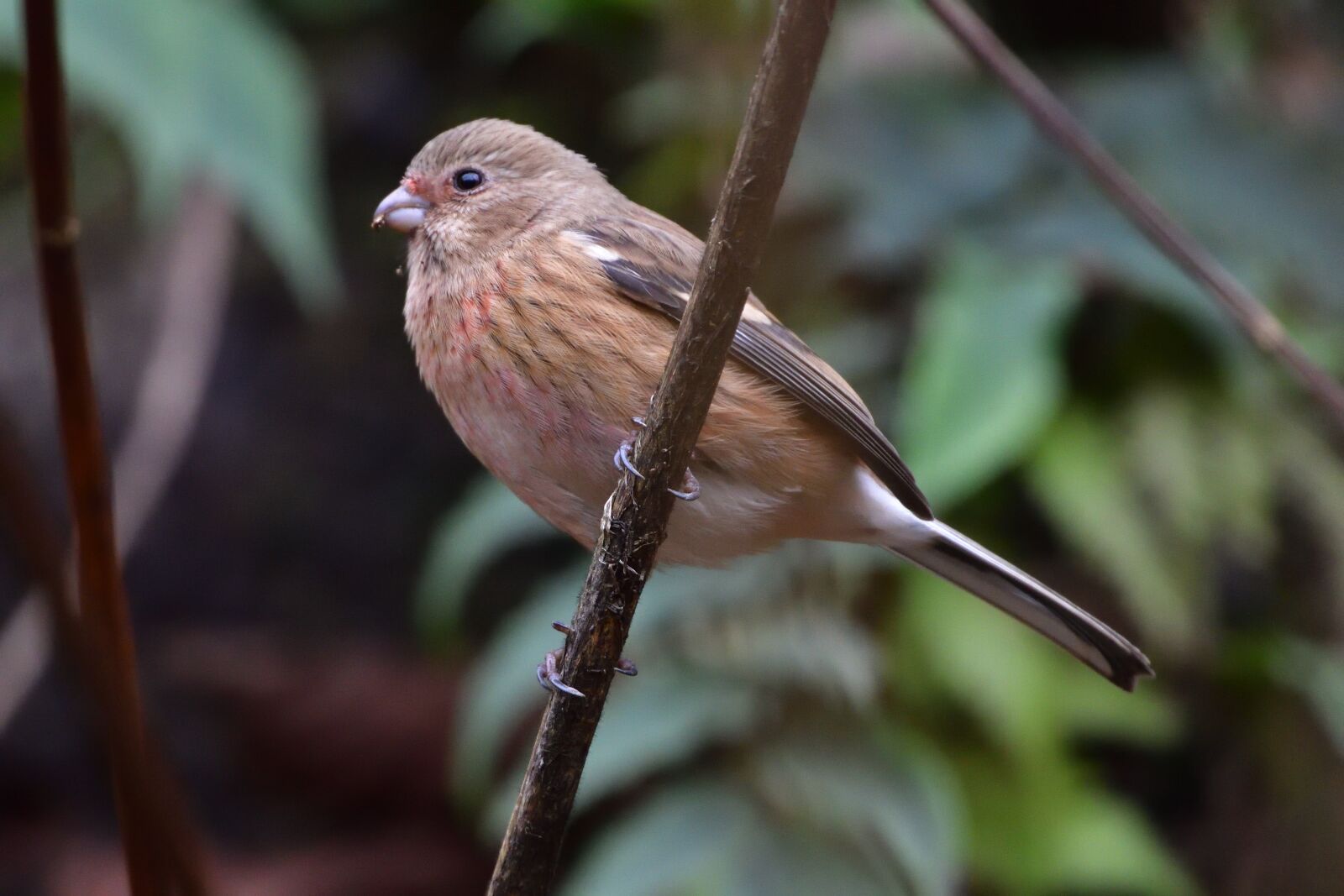 Nikon D500 sample photo. Wild animals, bird, natural photography