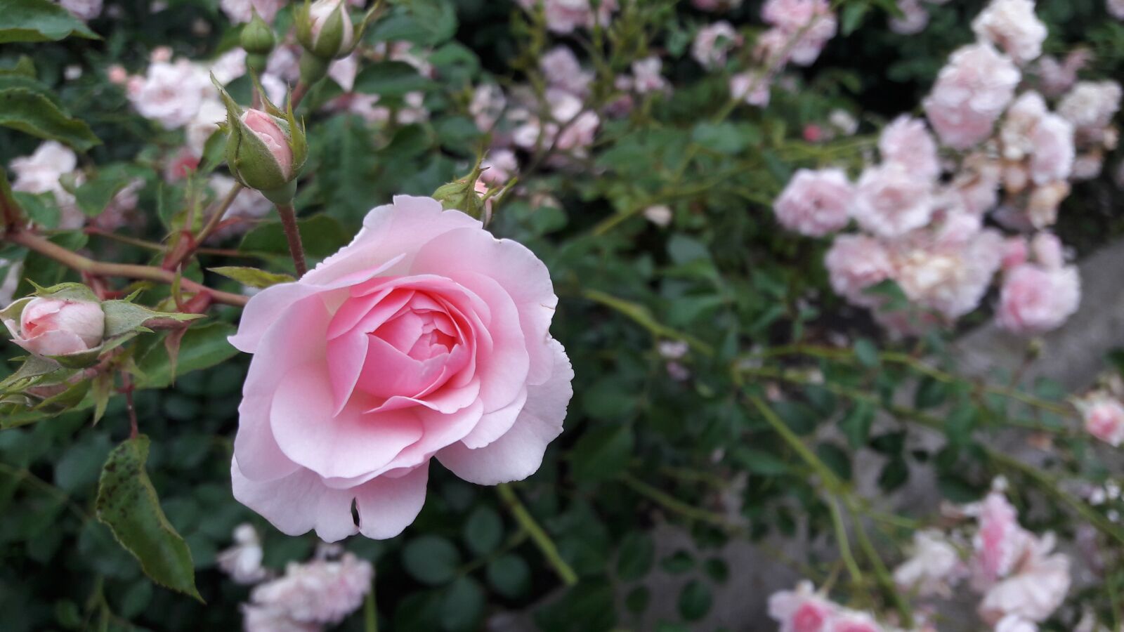 Samsung Galaxy J7 sample photo. Rose, flower, white rose photography