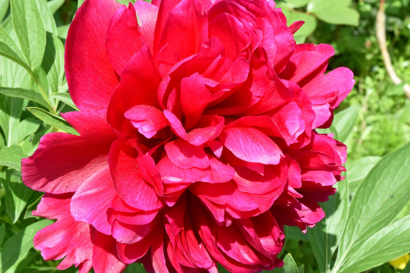 Nikon D5500 sample photo. Peony, petals, red, flora photography