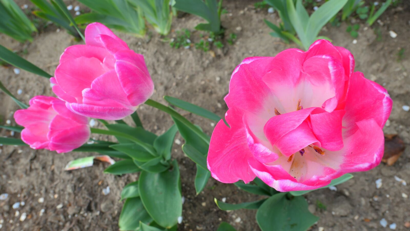 Panasonic Lumix DMC-LX10 (Lumix DMC-LX15) sample photo. Tulips, flowers, spring photography