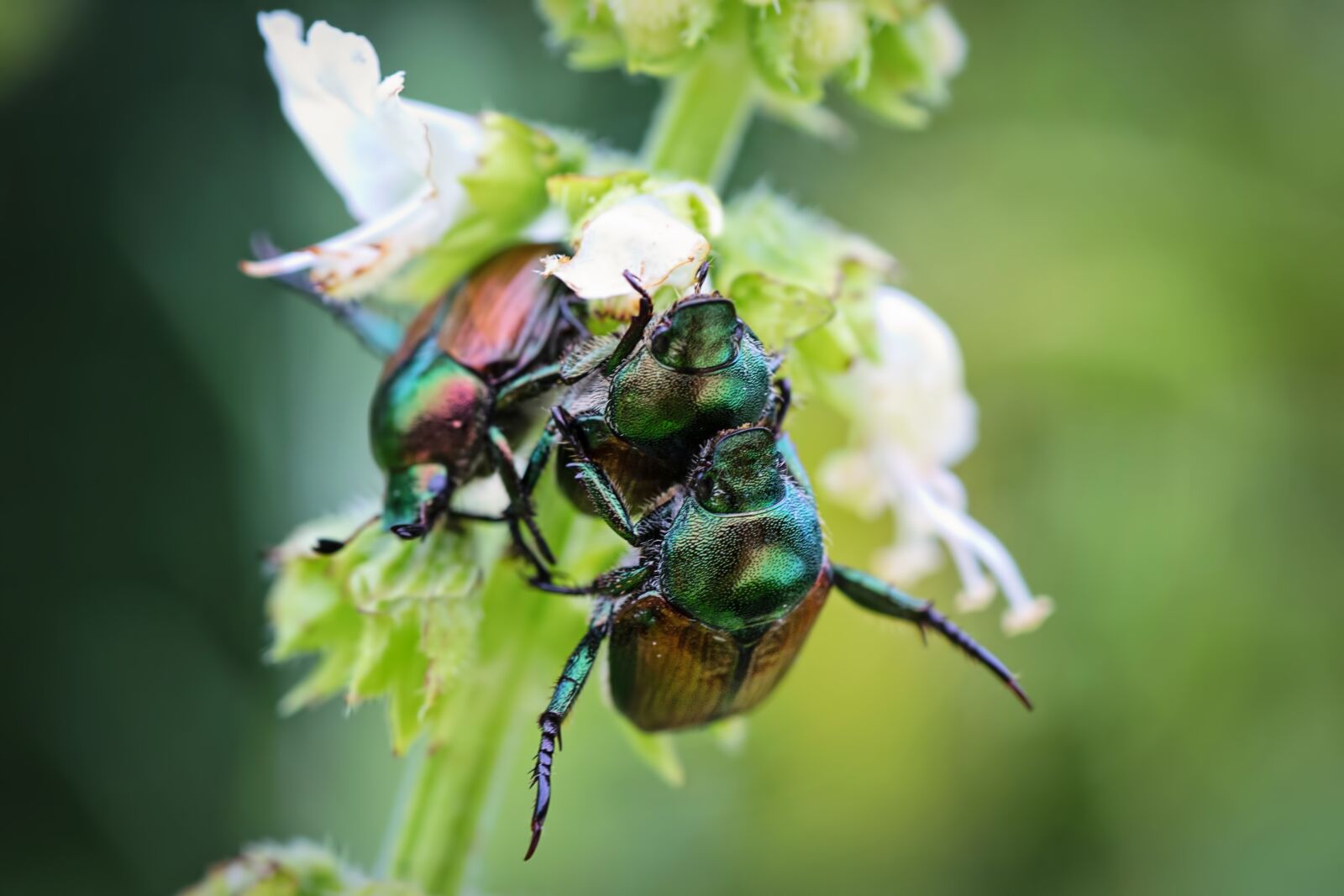Canon EOS 5D Mark III sample photo. June bugs, insects, bugs photography