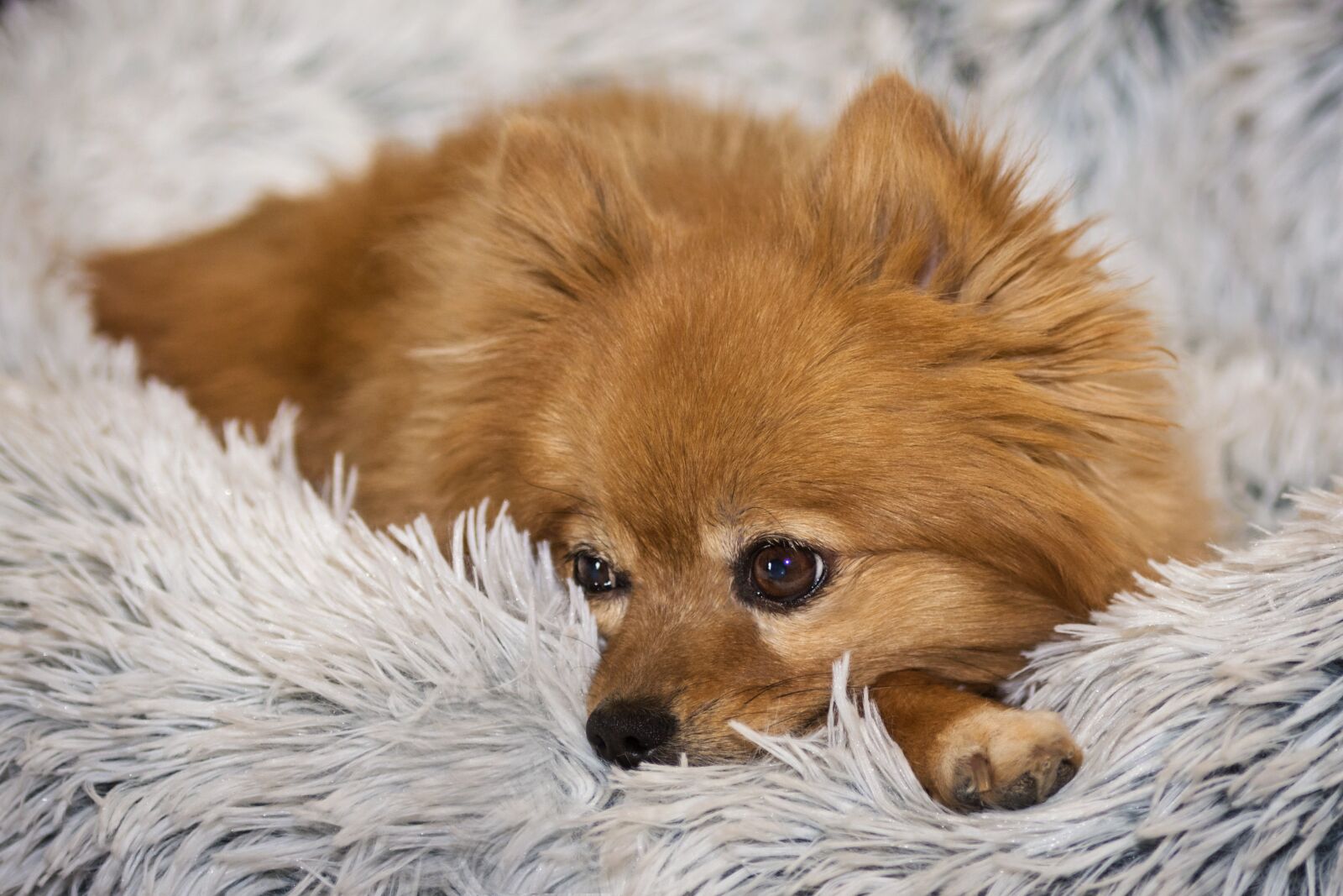 Nikon D7200 sample photo. Cute, animal, mammal photography