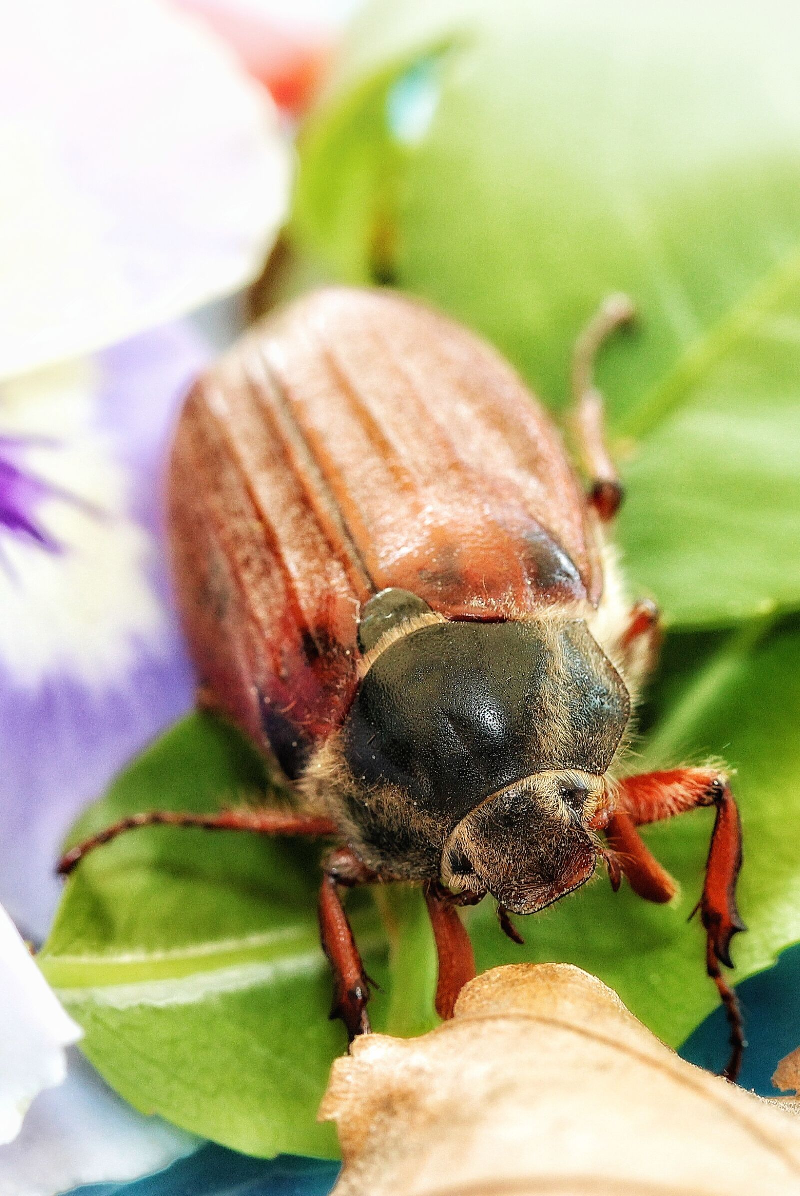 Canon EOS 1300D (EOS Rebel T6 / EOS Kiss X80) + Canon EF-S 60mm F2.8 Macro USM sample photo. Maikäfer, beetle, may photography