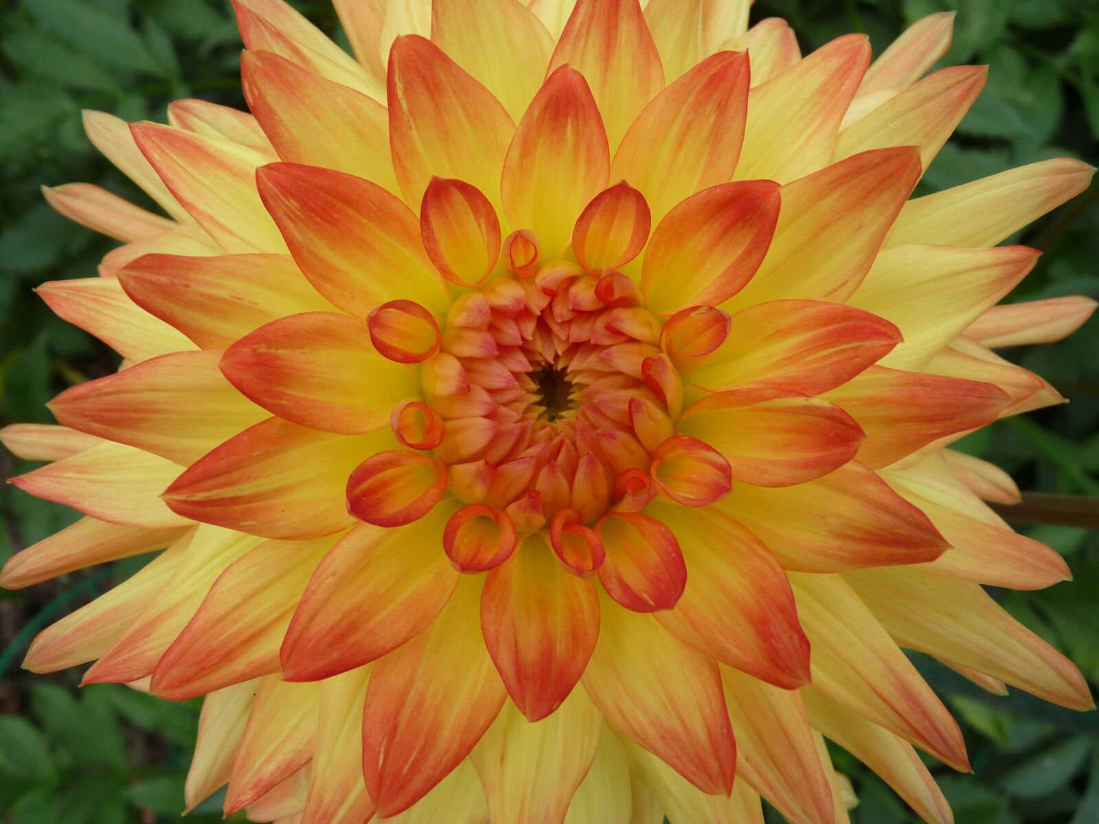 Panasonic Lumix DMC-FZ28 sample photo. Flower, close up, yellow photography