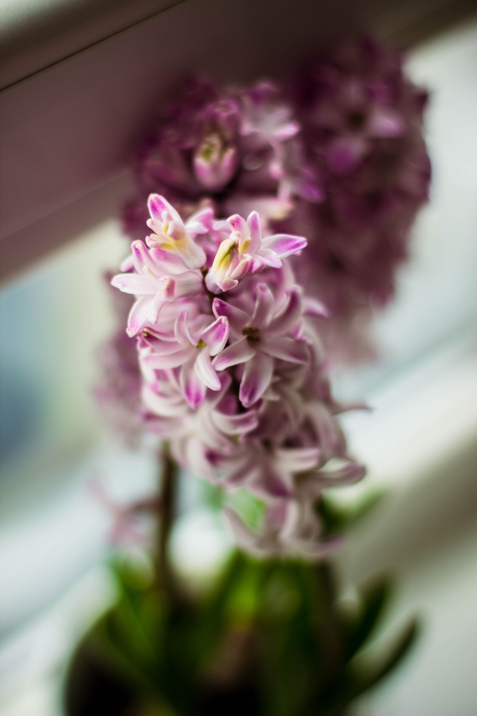 Canon EOS 600D (Rebel EOS T3i / EOS Kiss X5) + Canon EF 50mm F1.4 USM sample photo. Pink, flower, bloom photography