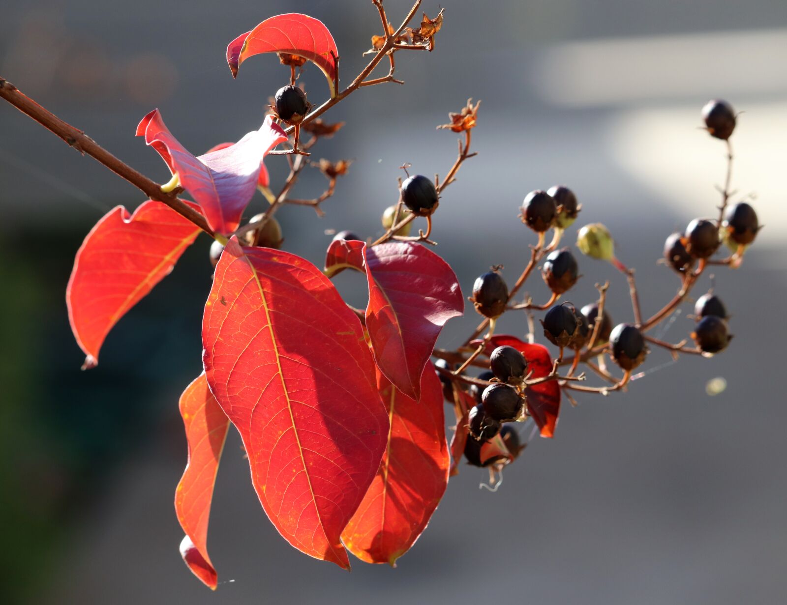 Canon EF-S 55-250mm F4-5.6 IS STM sample photo. Leaves, seeds, branch photography