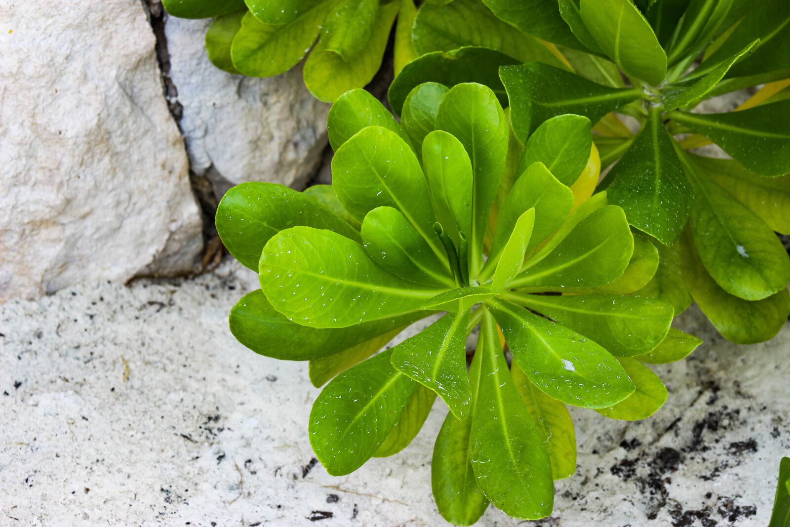 Canon EOS 600D (Rebel EOS T3i / EOS Kiss X5) sample photo. Plant, green, nature photography