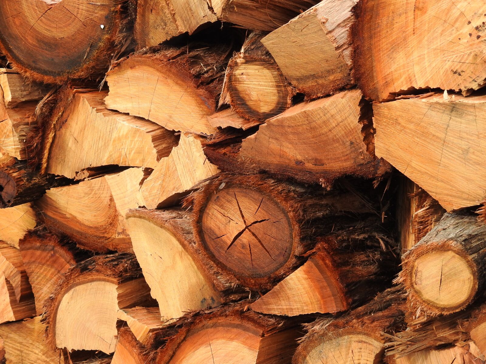 Nikon Coolpix P900 sample photo. Wood, firewood, wood stack photography