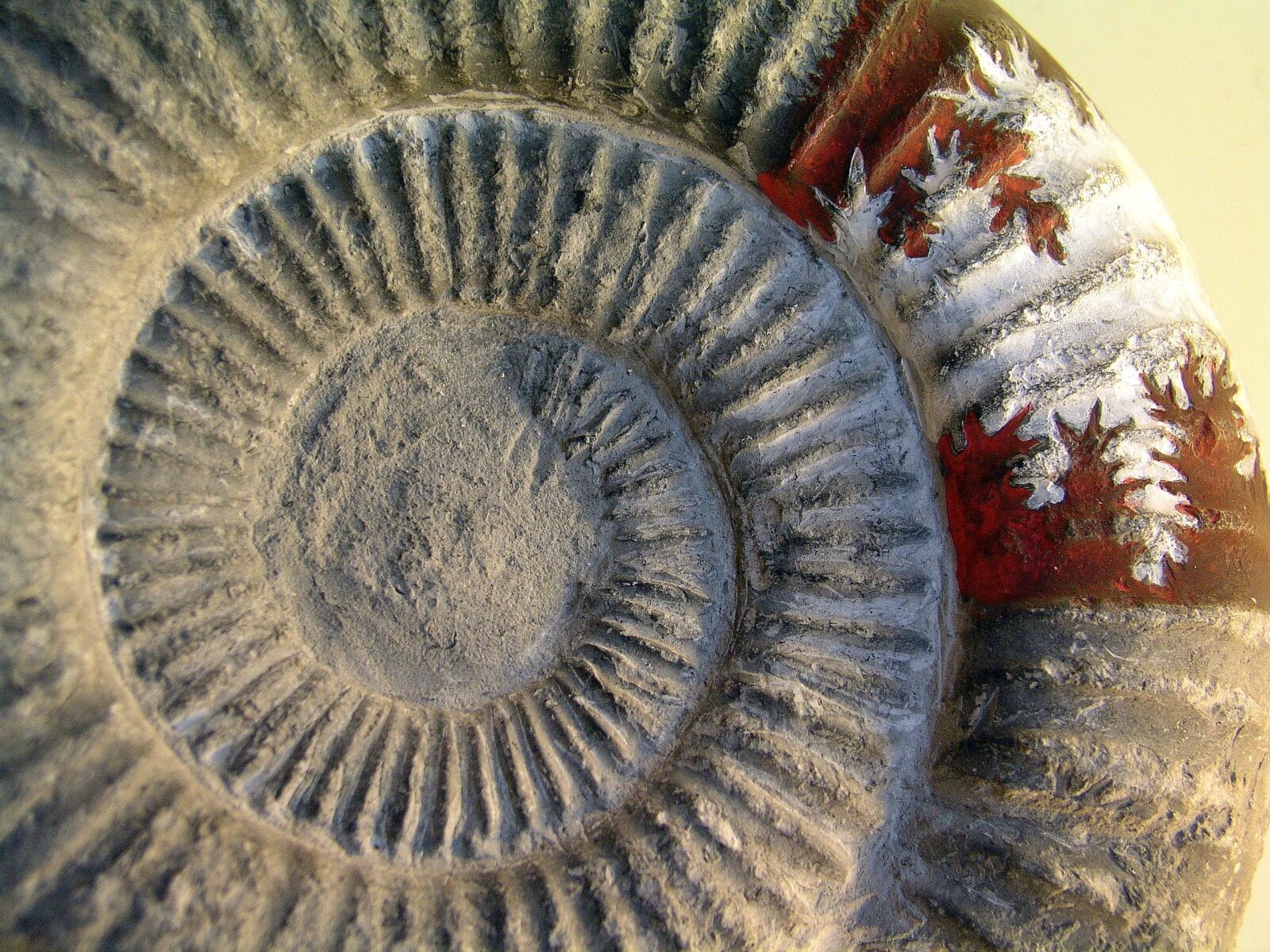 Olympus C5050Z sample photo. Fossil, ammonite, stone photography