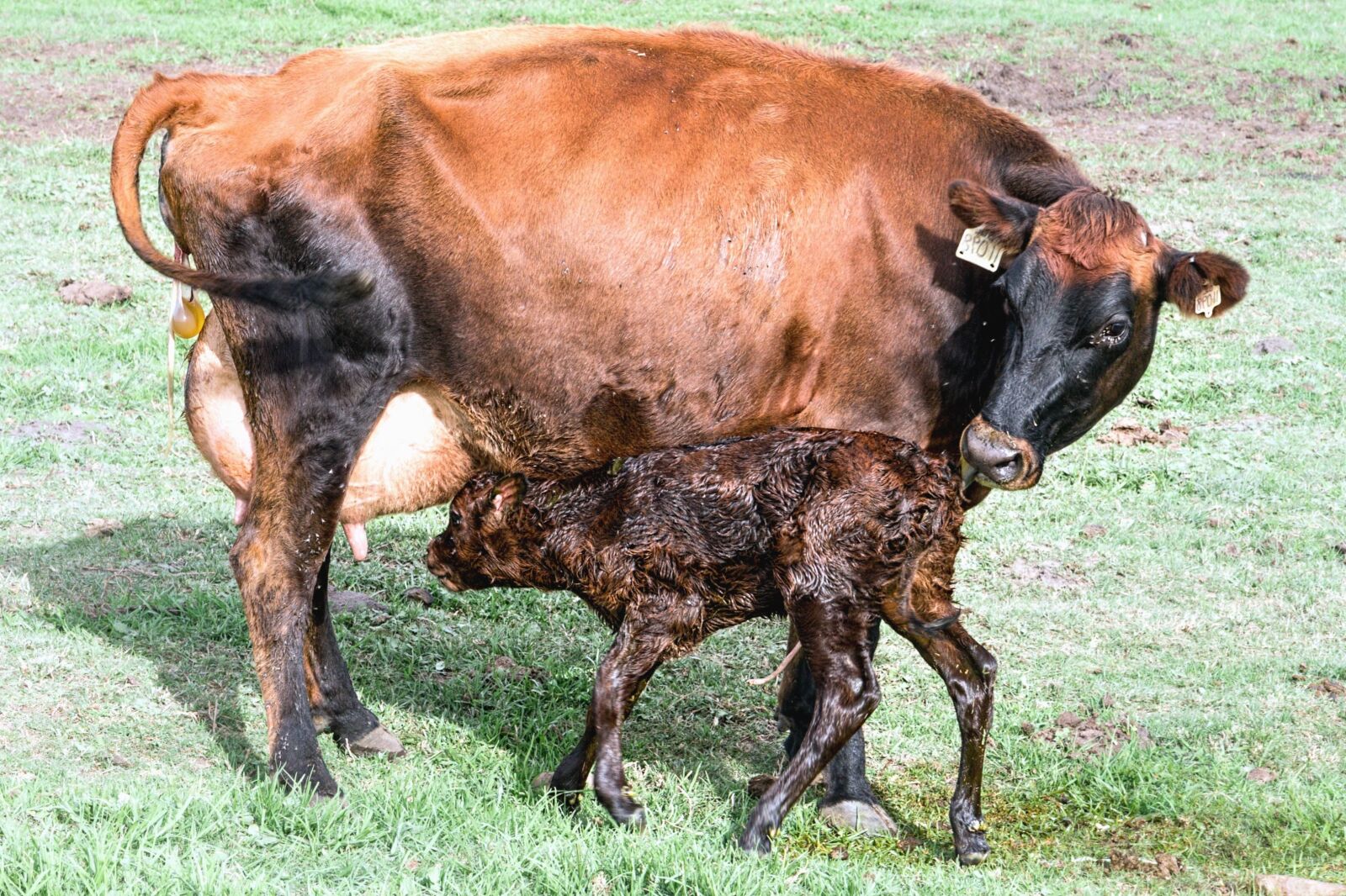 Canon EOS 70D sample photo. Cattle, cow, beef, farm photography