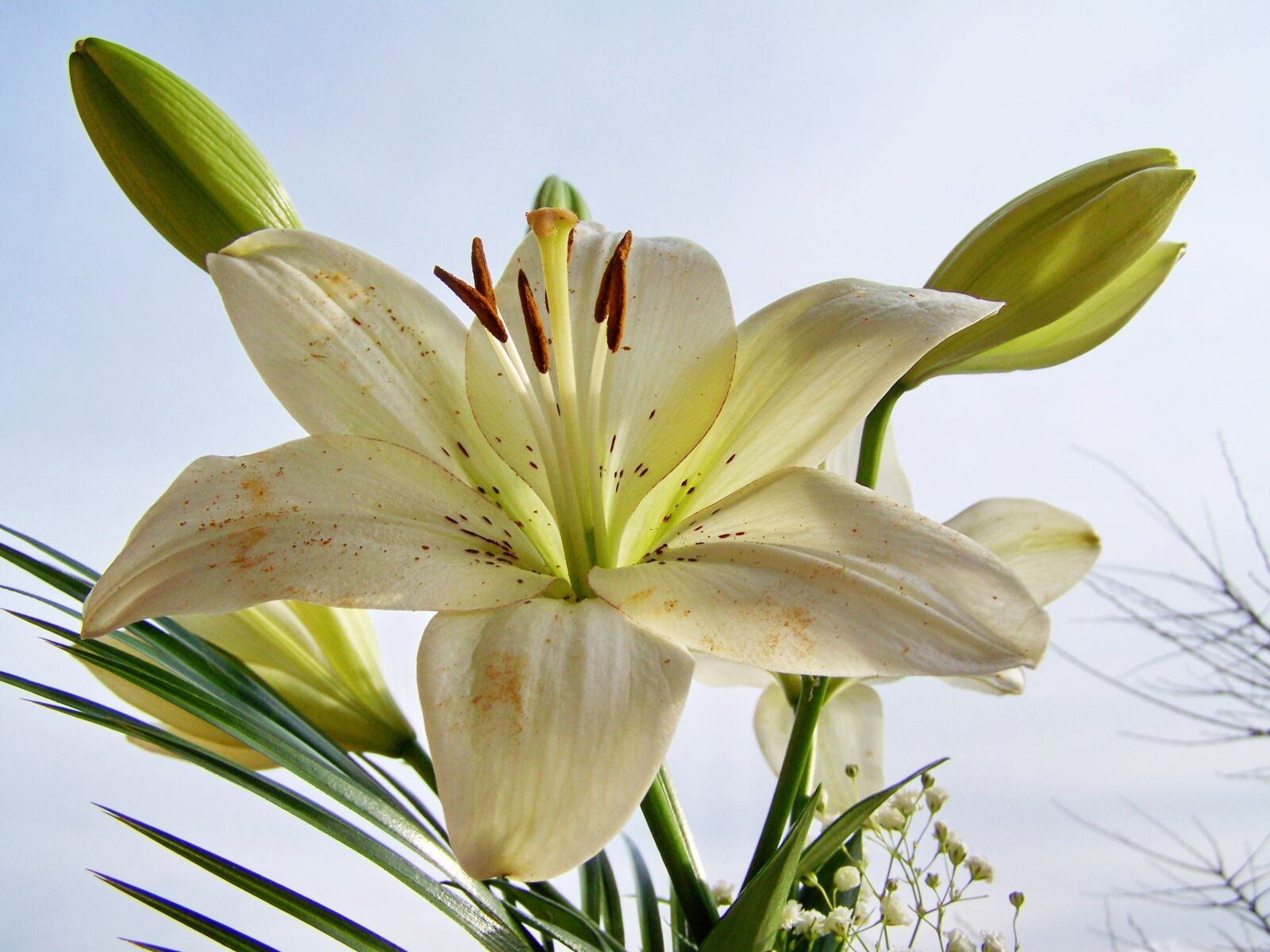 Kodak EASYSHARE ZD710 ZOOM DIGITAL CAMERA sample photo. Lily, white flower photography