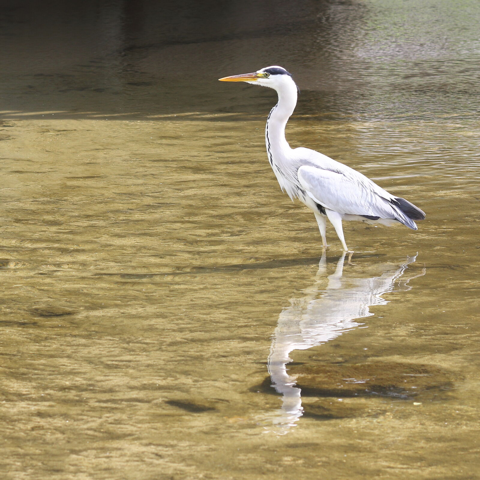 Canon EOS 7D sample photo. Heron of seoho-cheon stream photography