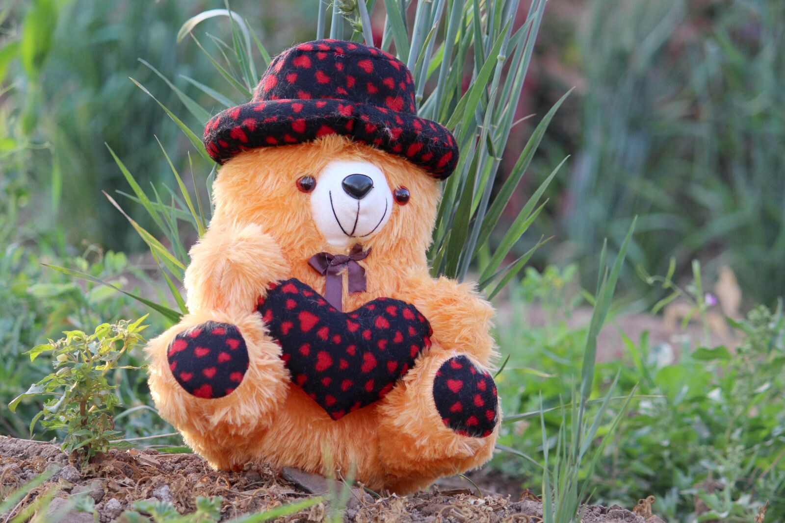 Canon EOS 700D (EOS Rebel T5i / EOS Kiss X7i) sample photo. Nature, teddy bear, teddy photography