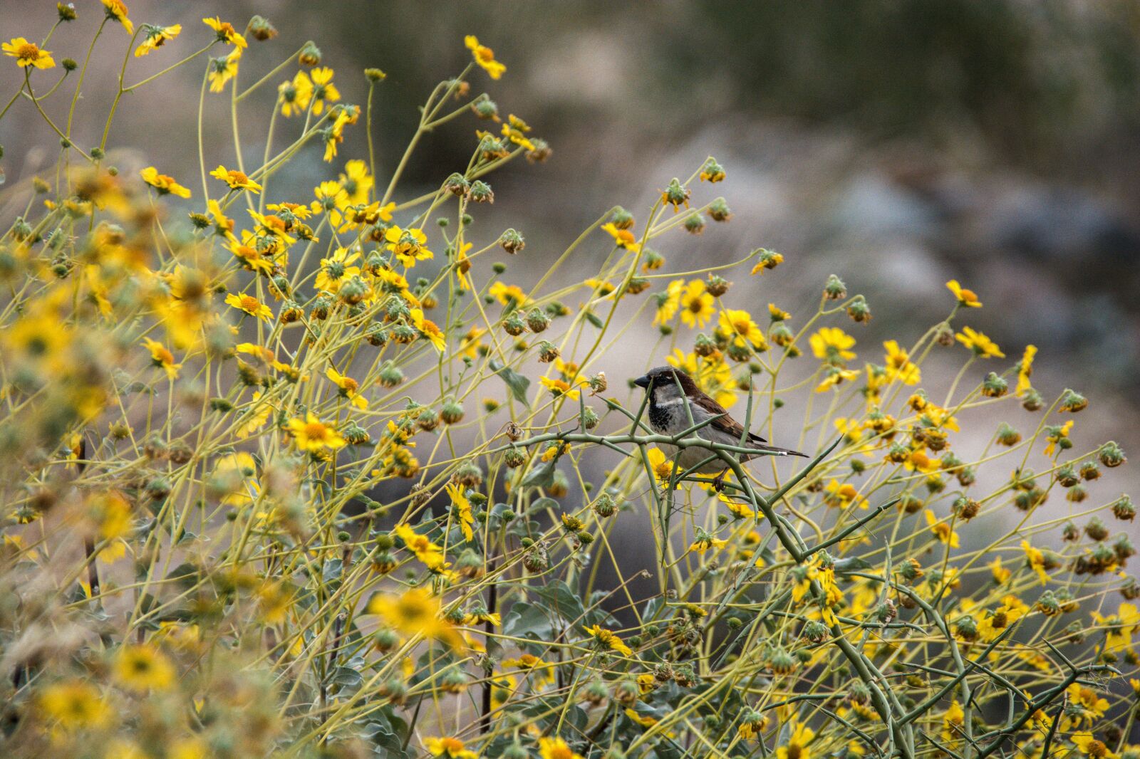 Nikon D7100 sample photo. Bird, bush, nature photography