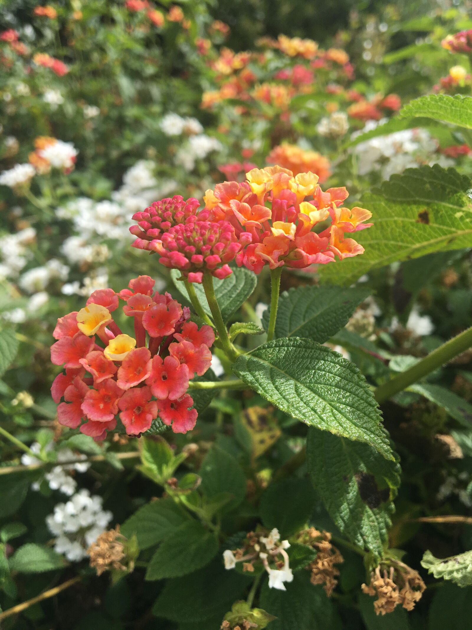 Apple iPhone 6s sample photo. Flowers, colorful, bloom photography