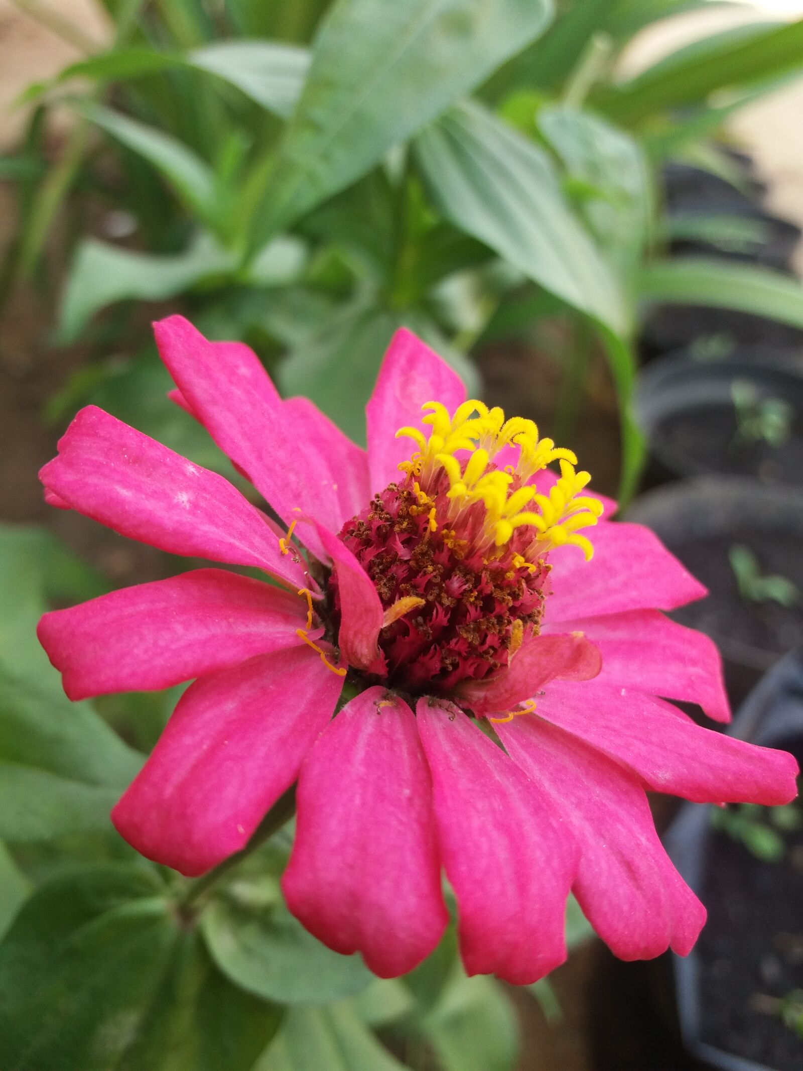 Samsung Galaxy J5 sample photo. Nature, flower, natural photography