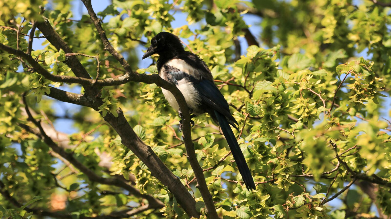 150-600mm F5-6.3 DG OS HSM | Contemporary 015 sample photo. Elster, bill, bird photography