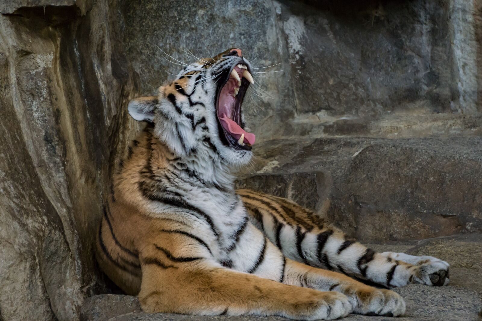 Sony E 55-210mm F4.5-6.3 OSS sample photo. Tiger, predator, big cat photography