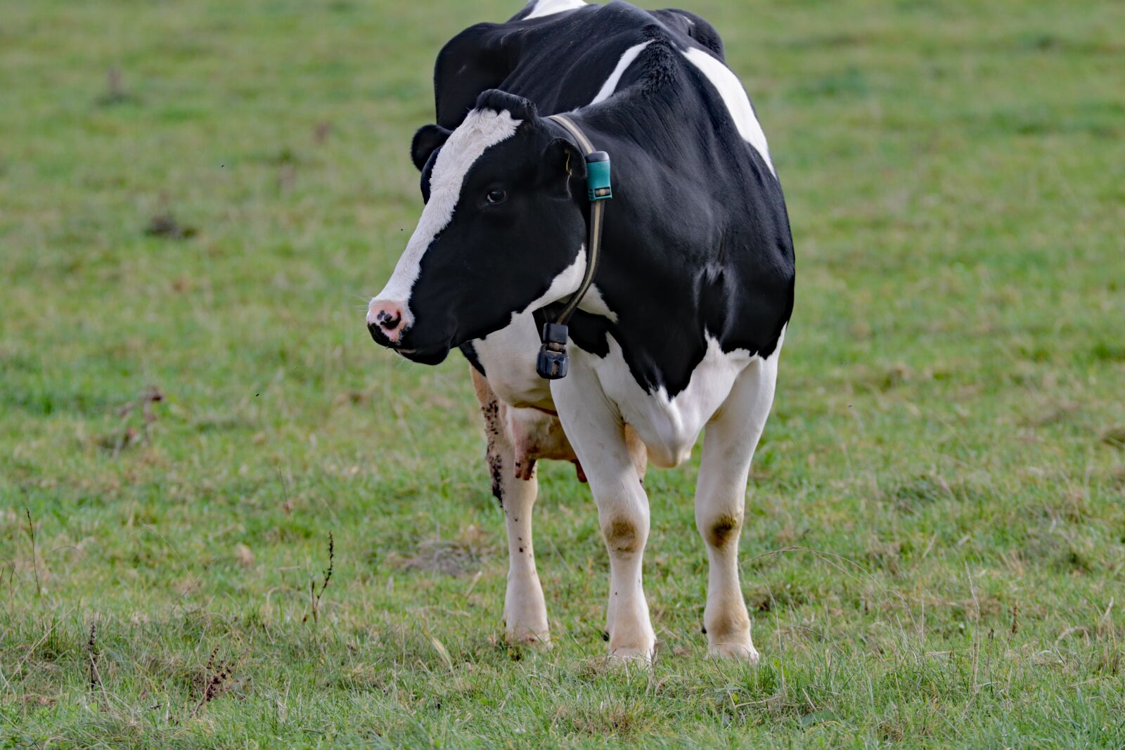 Canon EOS 7D Mark II sample photo. Cow, milk, farm photography