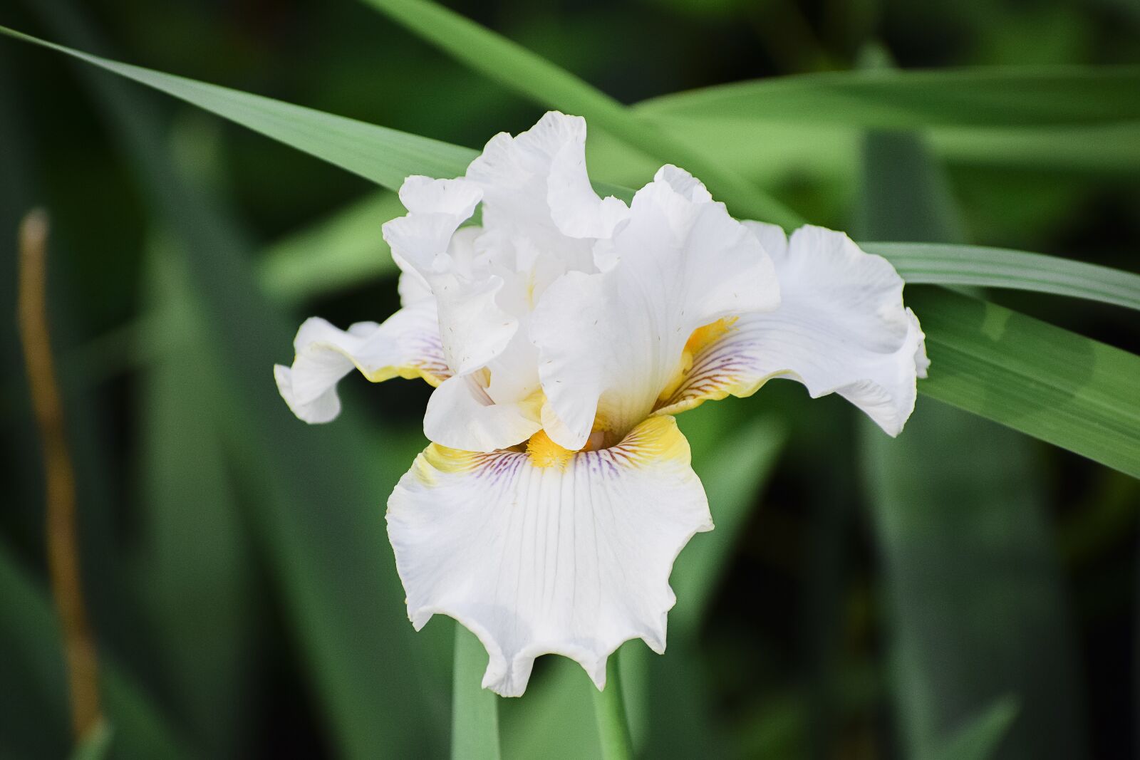 Nikon D5300 sample photo. Iris, flower, floral photography
