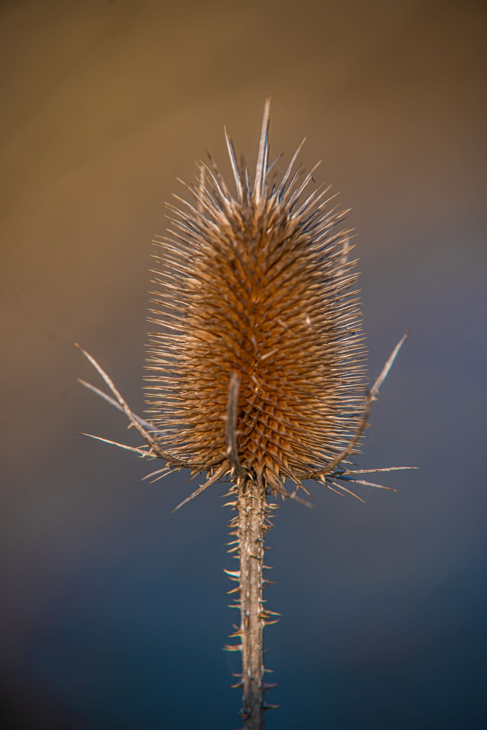 Nikon D750 sample photo. Thistle, plant, nature photography
