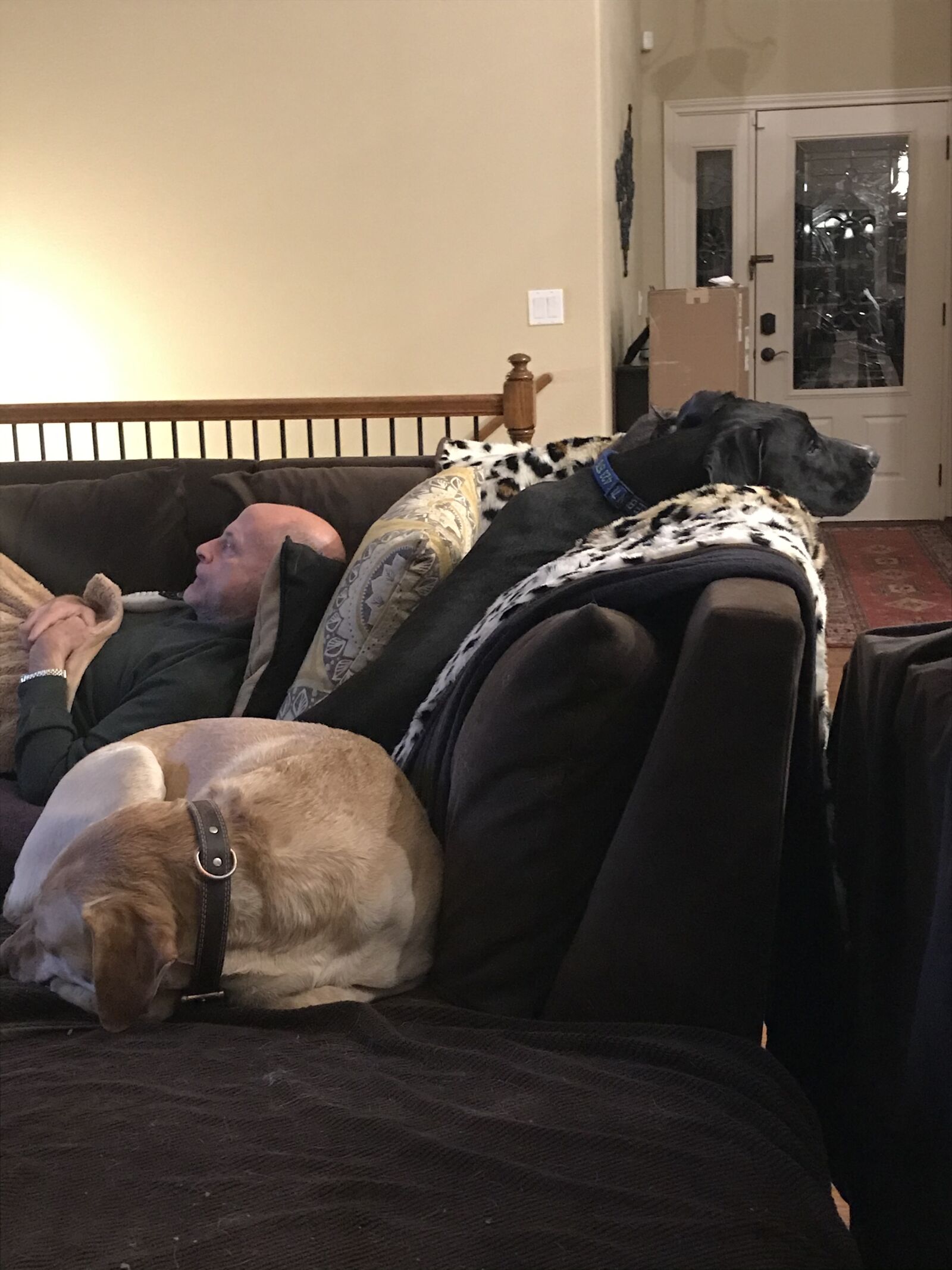 Apple iPad Pro (10.5-inch) sample photo. Big dog, two dogs photography