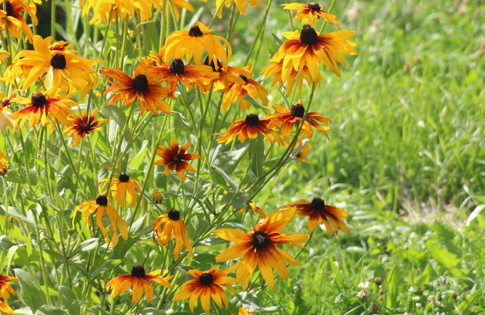 Canon EOS 1200D (EOS Rebel T5 / EOS Kiss X70 / EOS Hi) sample photo. Flowers, summer, yellow flowers photography