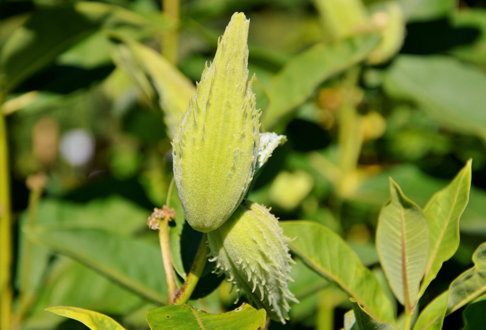 Nikon D3200 sample photo. Silk plant, tubercular silk photography