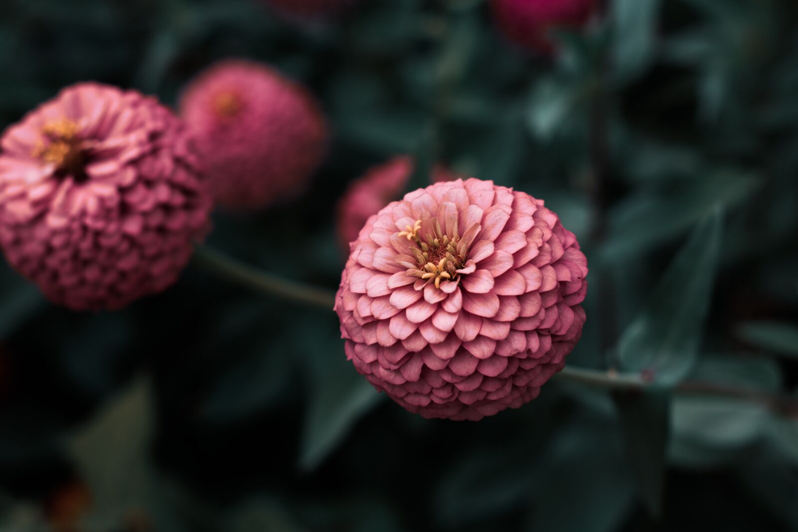 Canon EOS 750D (EOS Rebel T6i / EOS Kiss X8i) sample photo. Flowers, garden, petals photography