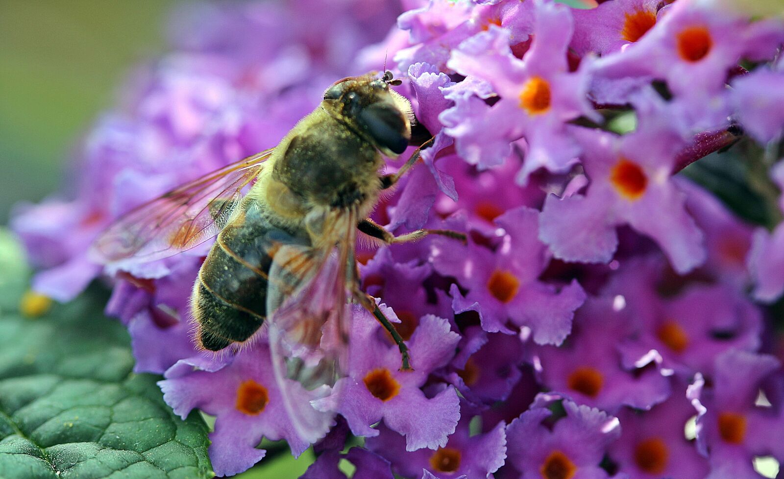 Canon EOS 650D (EOS Rebel T4i / EOS Kiss X6i) sample photo. Hoverfly, dung fly, nectar photography