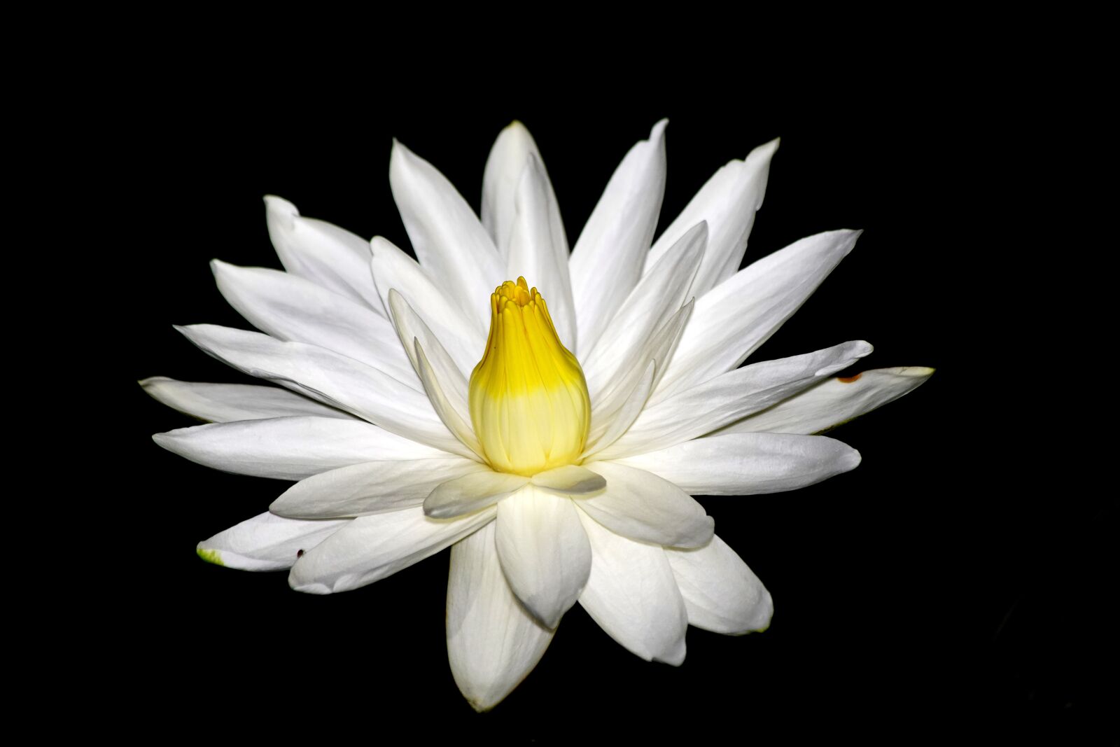 Sony a7R III sample photo. Night flower, flower, lotus photography