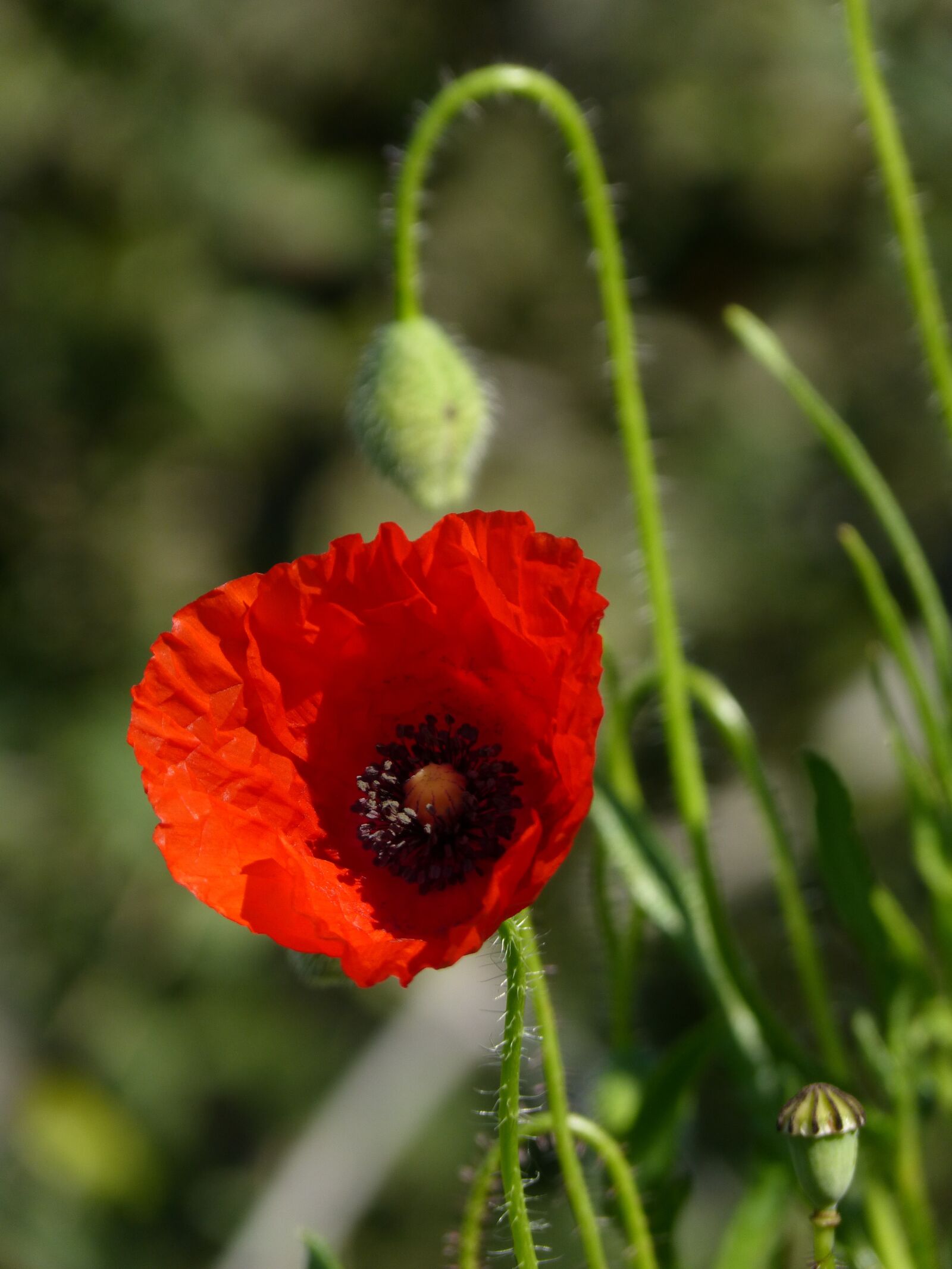 Panasonic DMC-FZ62 sample photo. Poppy, ababol, rosella photography