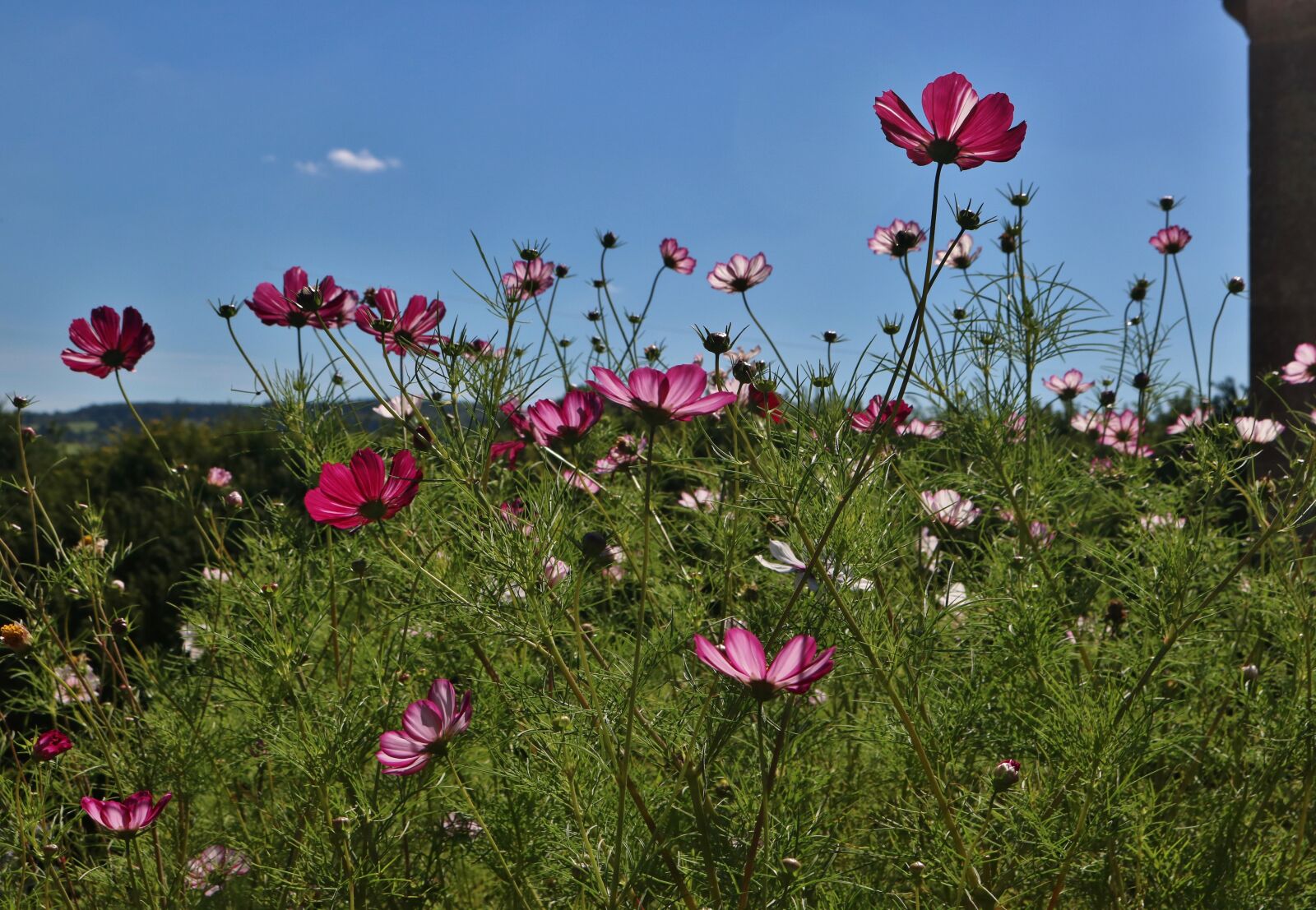 Canon EOS 750D (EOS Rebel T6i / EOS Kiss X8i) sample photo. Summer, flowers, petals photography