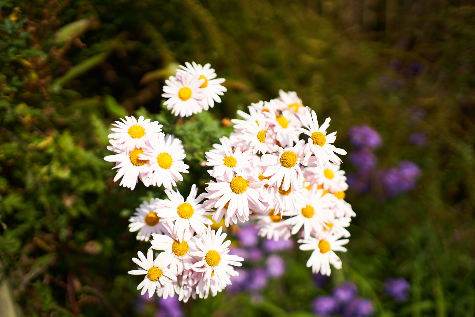 Sony a7 III sample photo. Flowers, white, plants photography