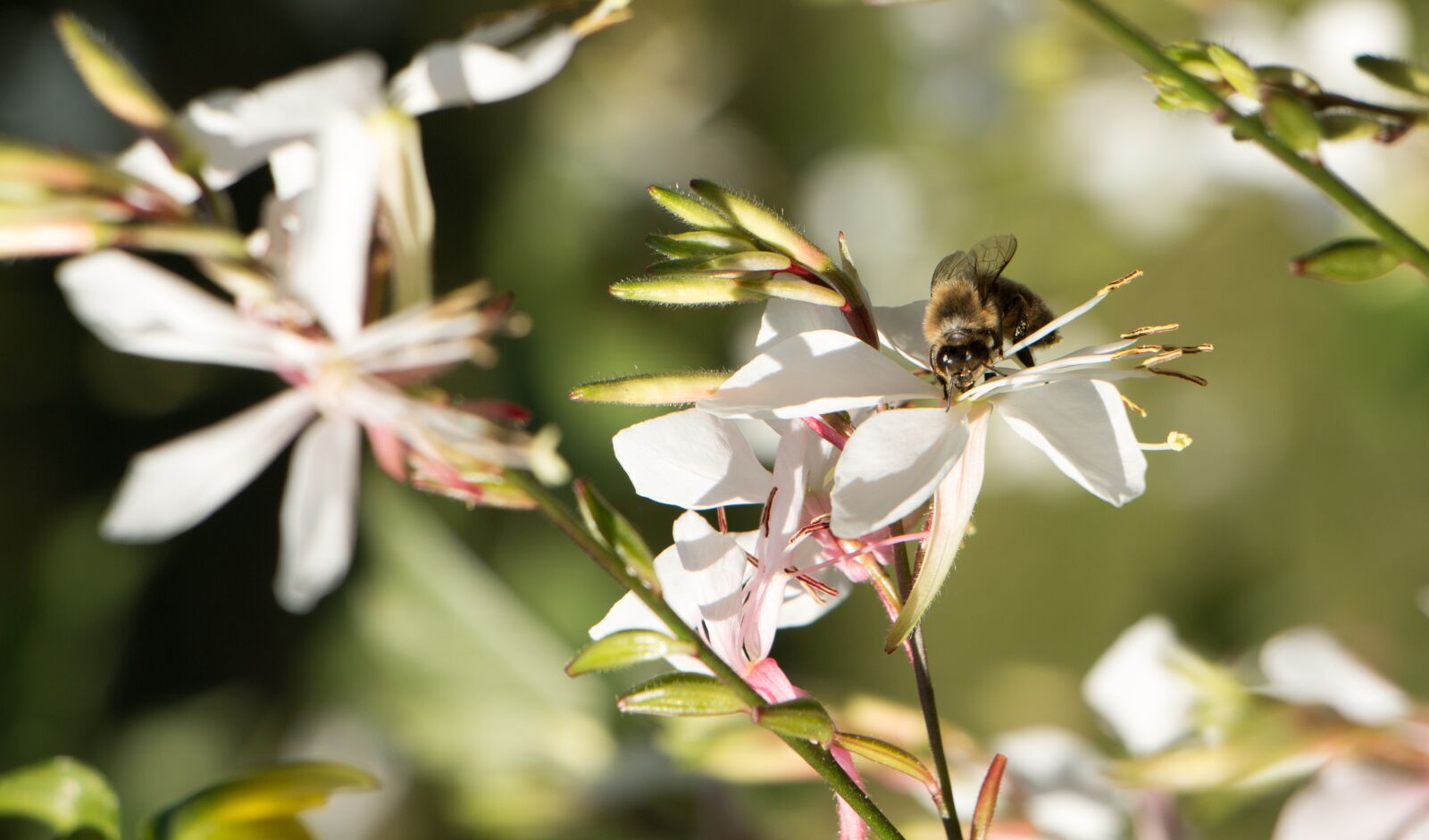 Canon EOS 70D sample photo. Bee, nature, insect photography